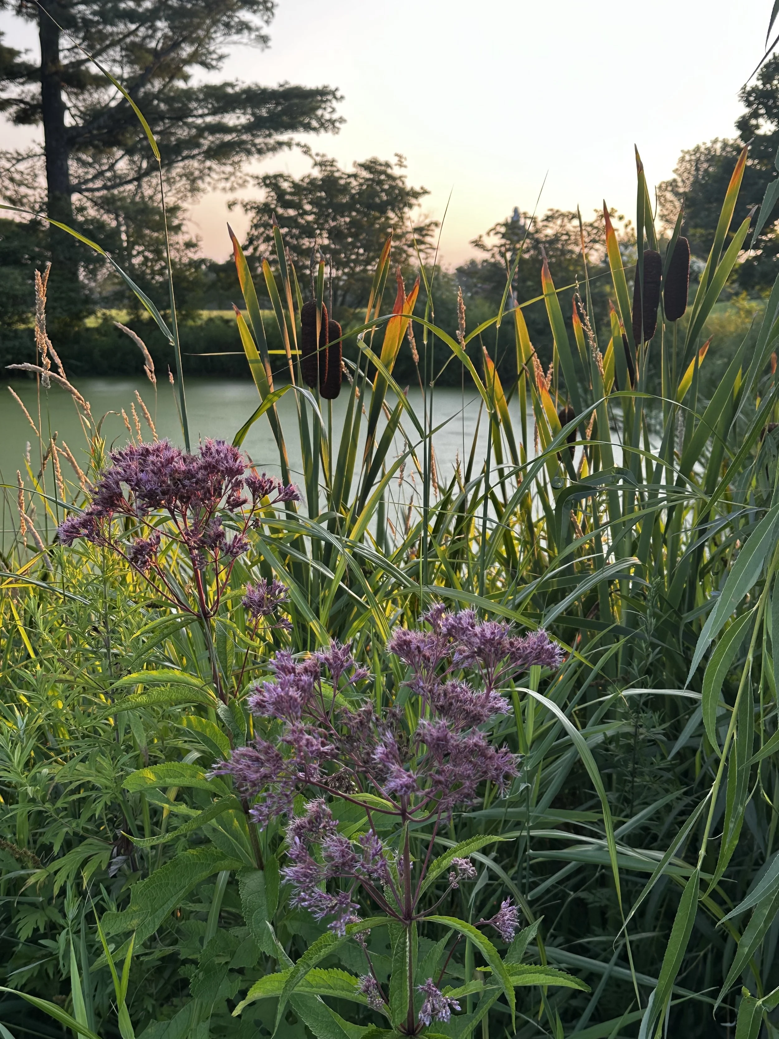 IMG_5346.JPEG