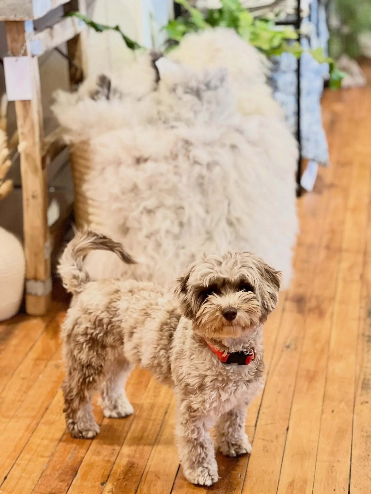 Norwegian Sheep Pelts JUST ARRIVED!  Free puppy kisses today until 7pm