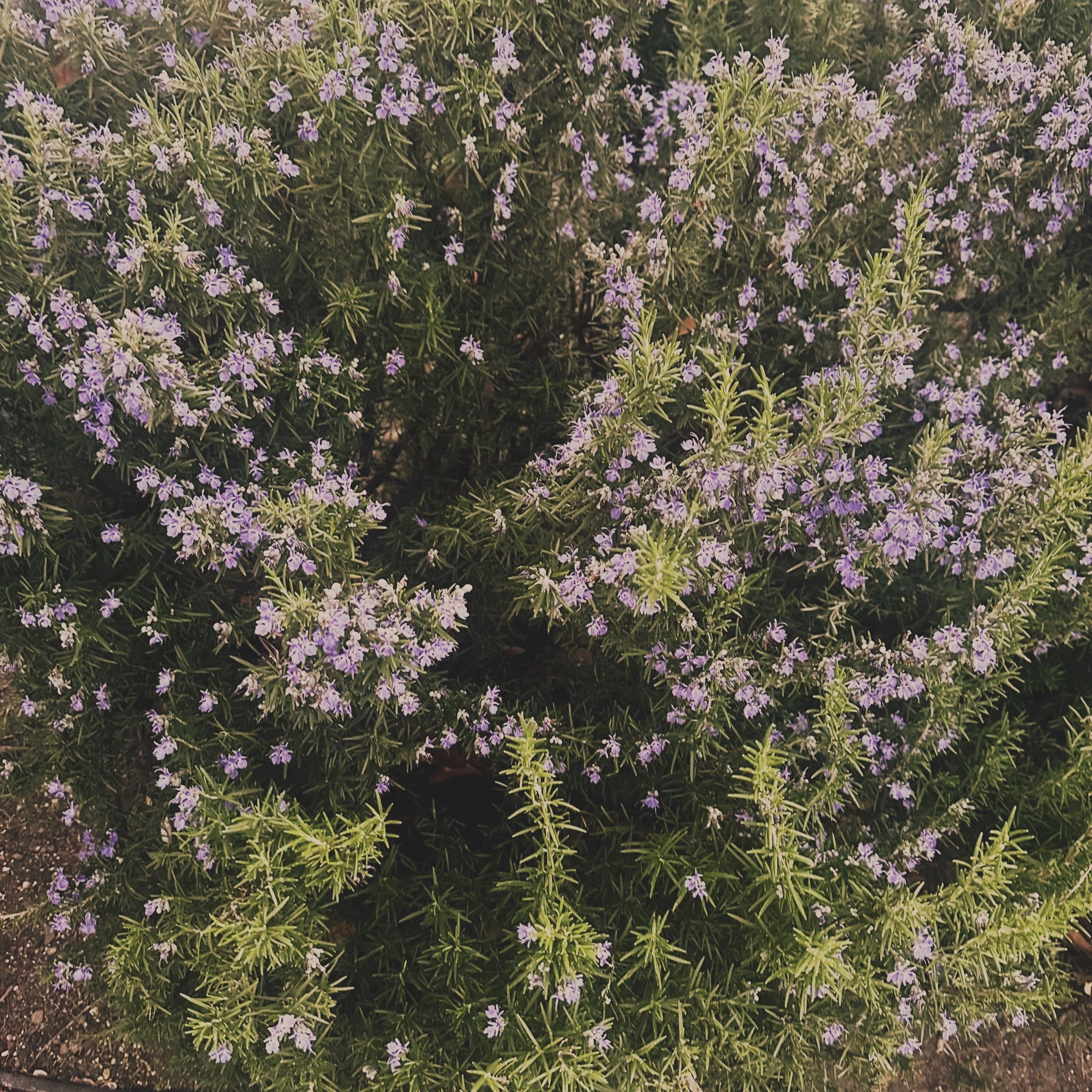 A rosemary shrub in bloom with small purple flowers, growing in the lush landscape of Oregon