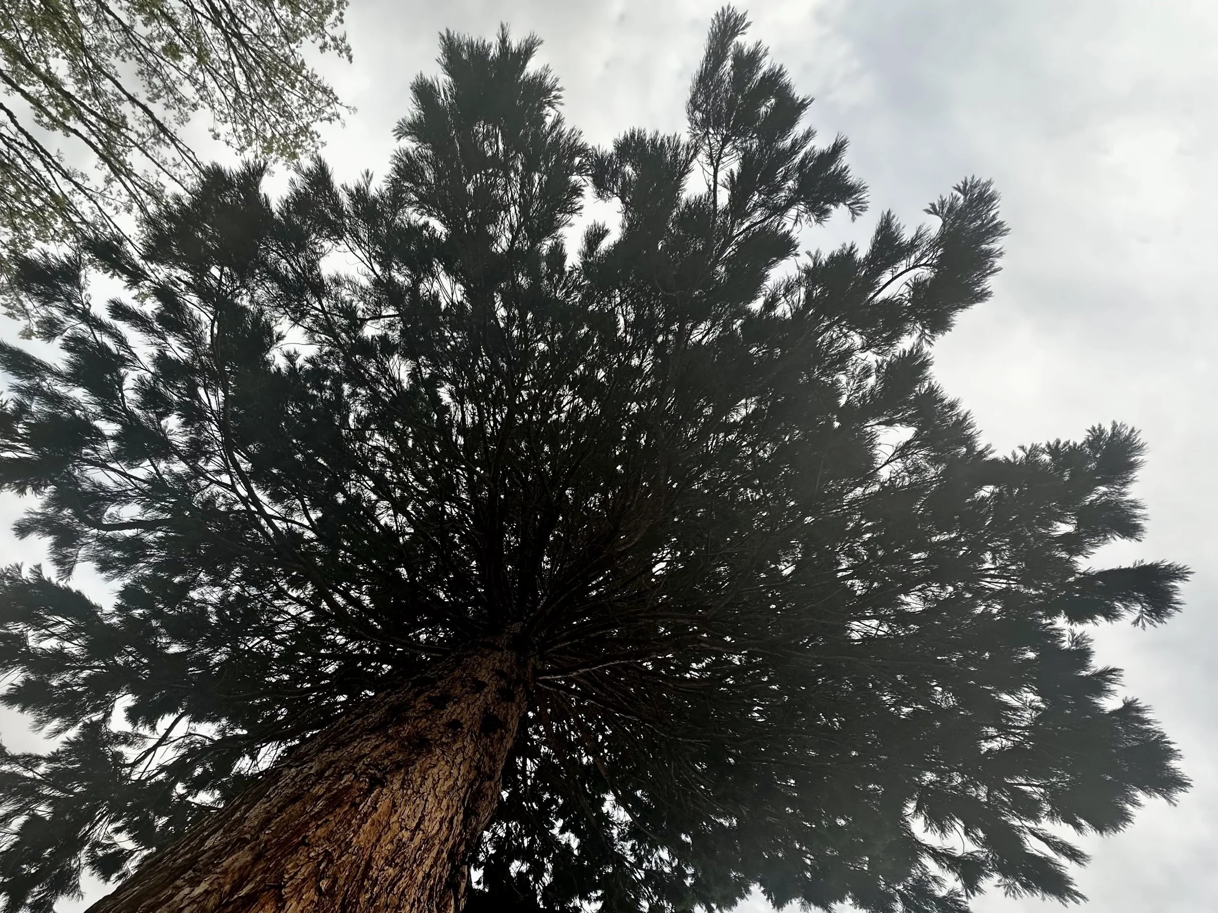 Relationship Harmony + Living in Community — Full Moon in Libra