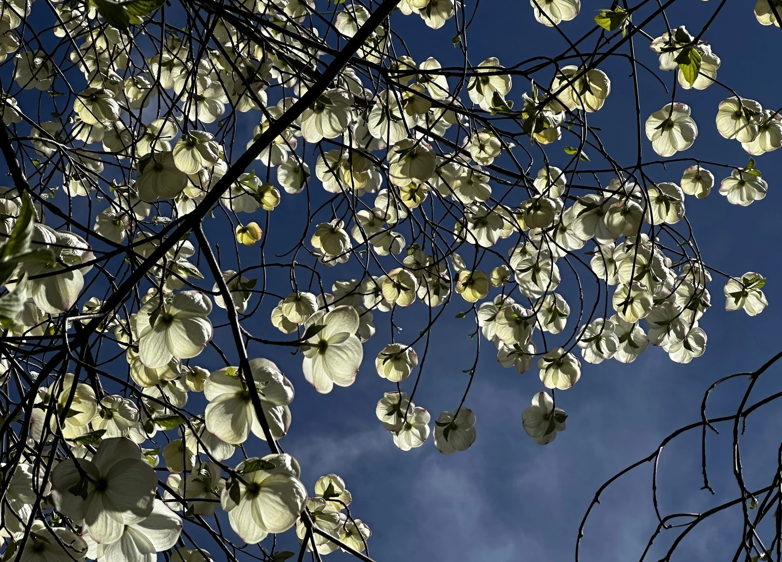 THE BODY IN SPRING + THE EDGE OF EMERGENCE — NEW MOON IN ARIES