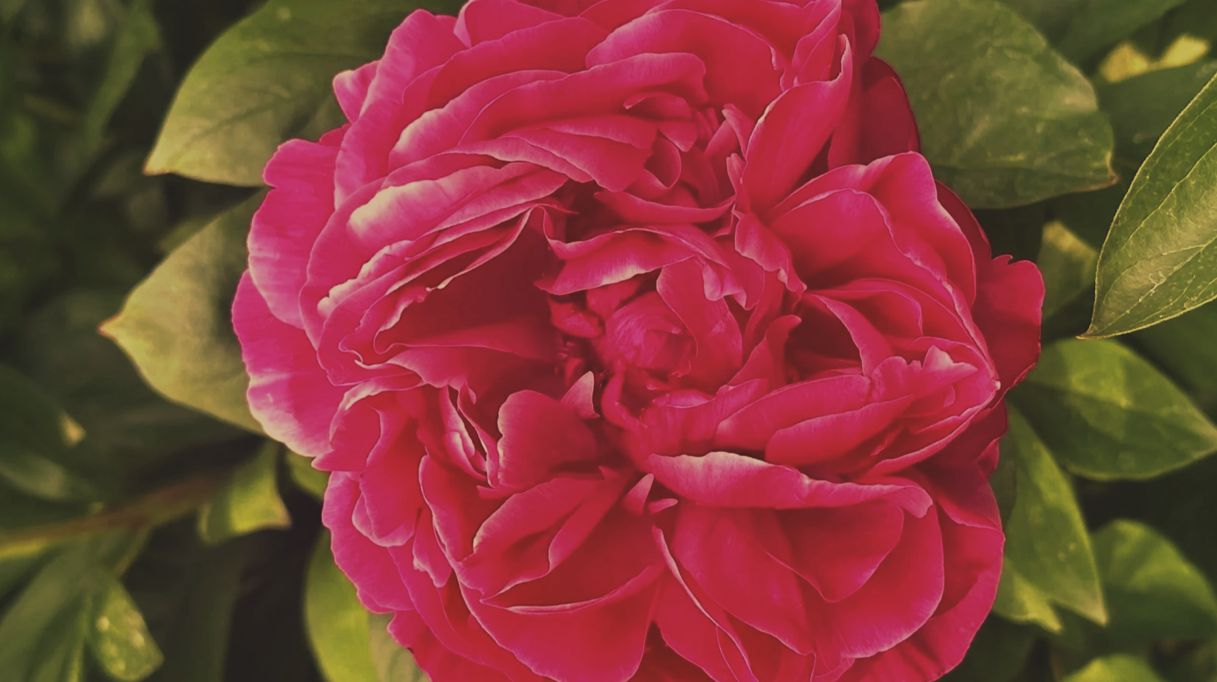 SOFTENING INTO SAFETY — NEW MOON IN TAURUS