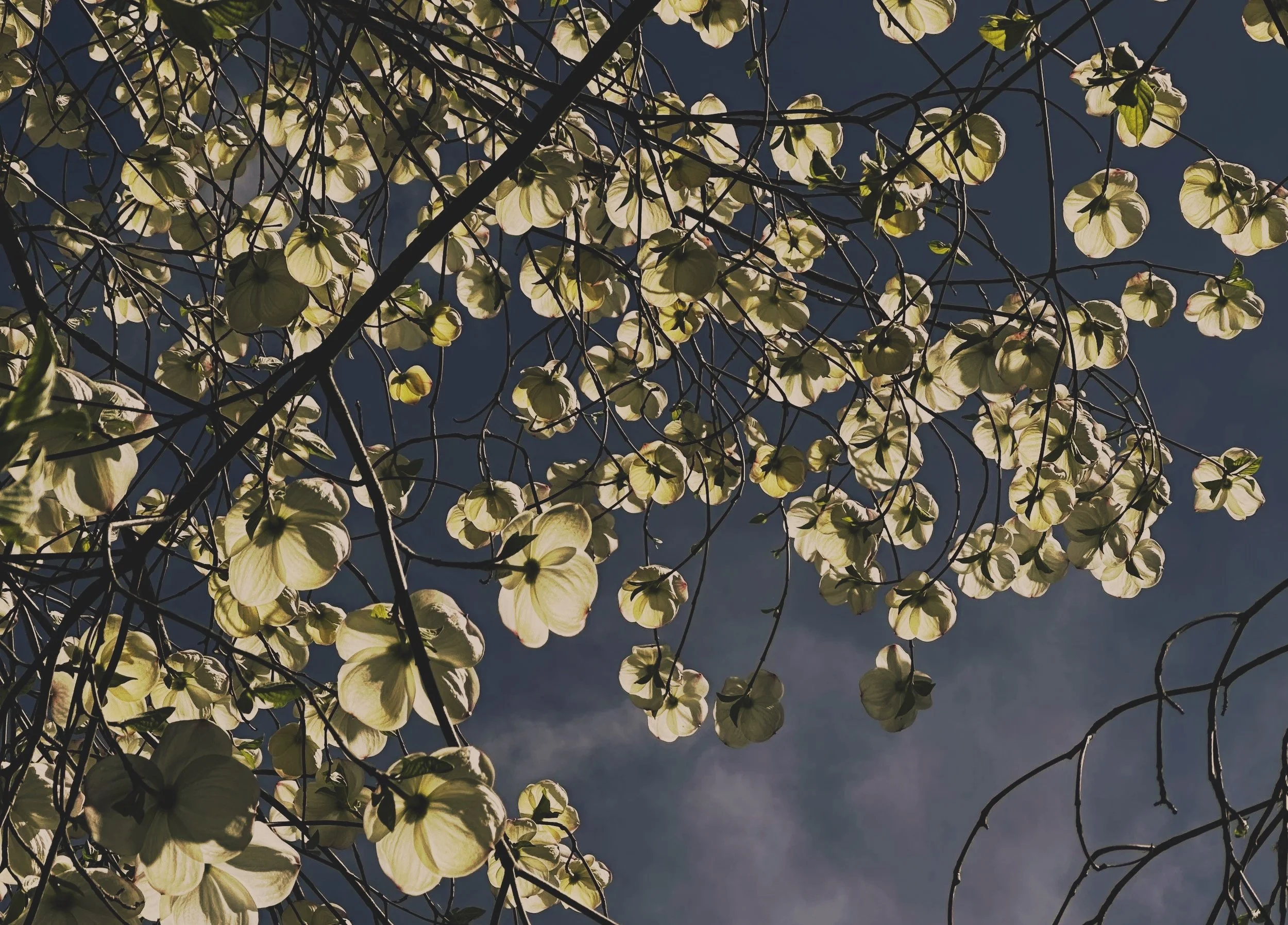 THE BODY IN SPRING + THE EDGE OF EMERGENCE — NEW MOON IN ARIES