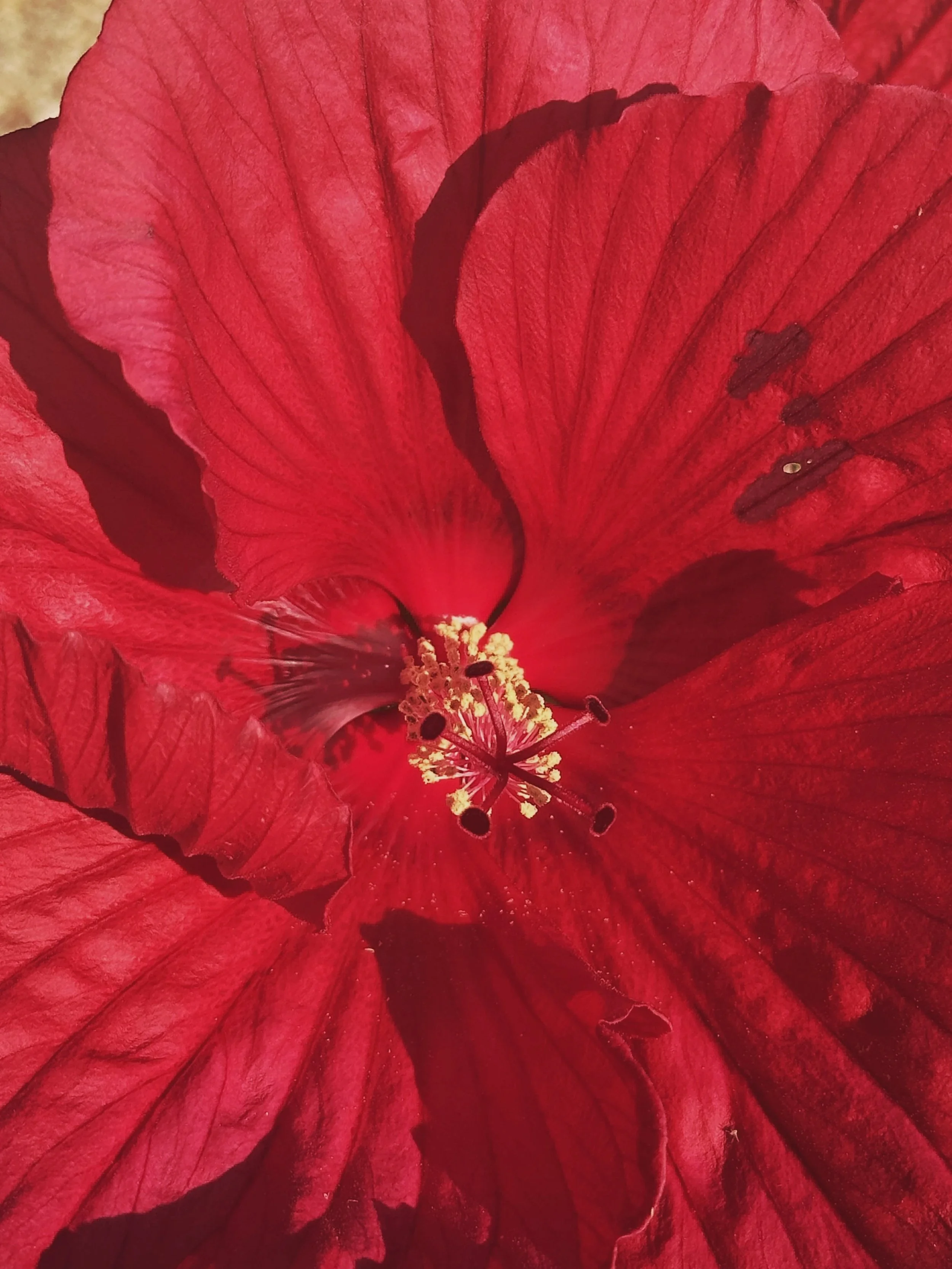 Hibiscus: A bloom for women’s health, hormonal harmony, + self-care
