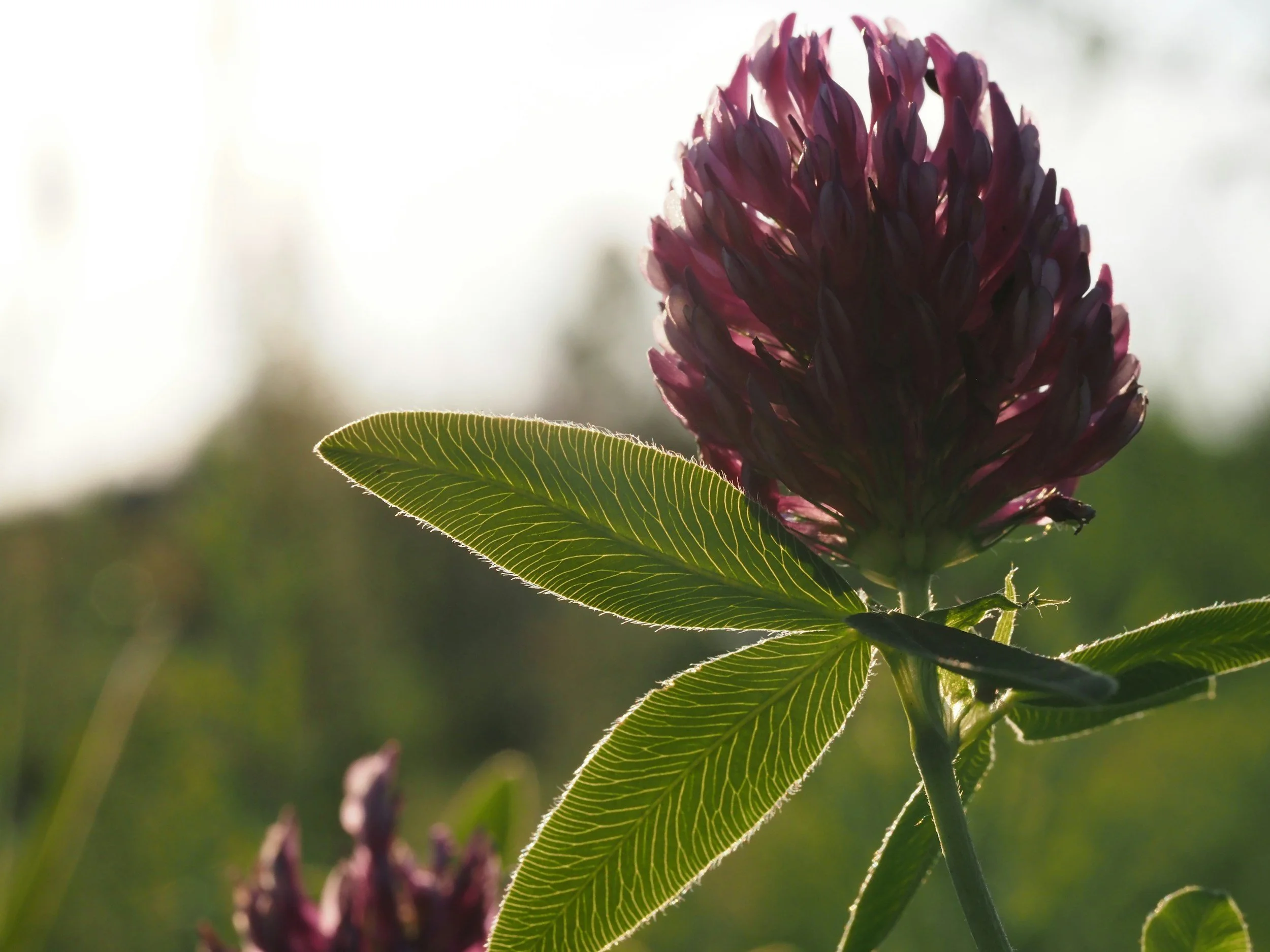 Red clover herbs for ovulatory phase support.