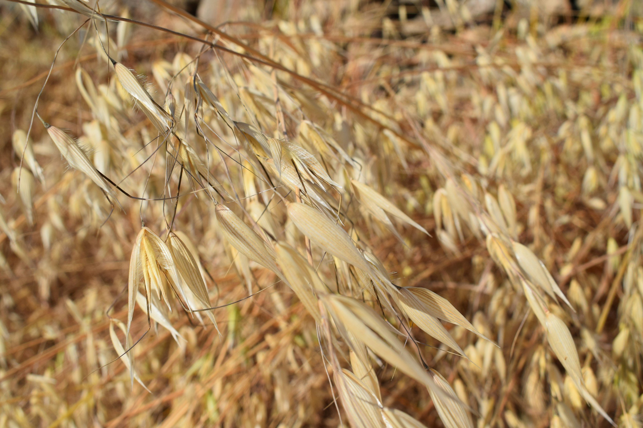 Oat straw herbs for luteal phase support.