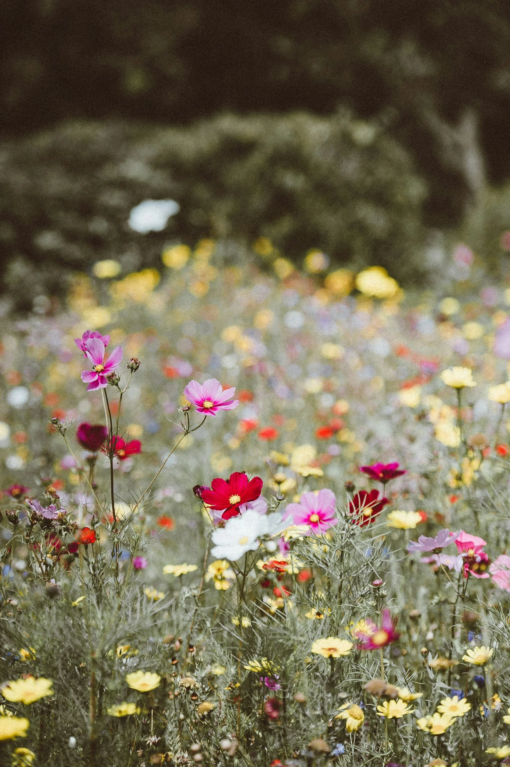 Wildflower open in full bloom against green foliage