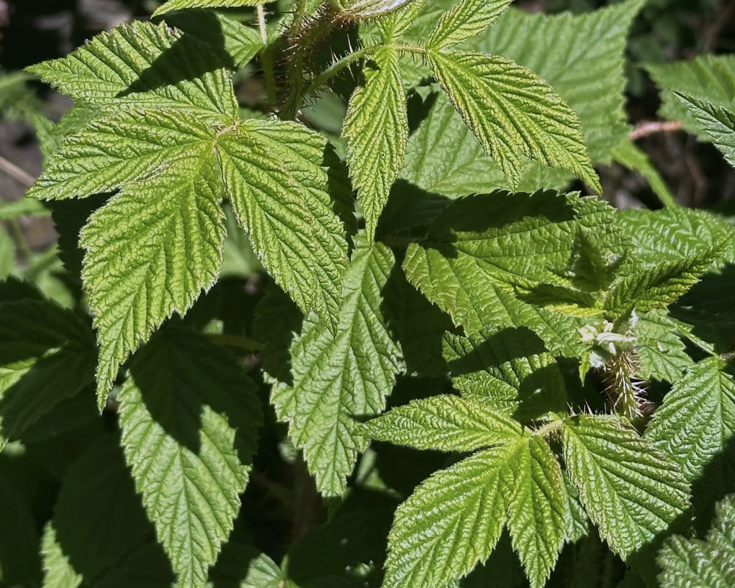 Raspberry leaf herbs for menstrual phase support.