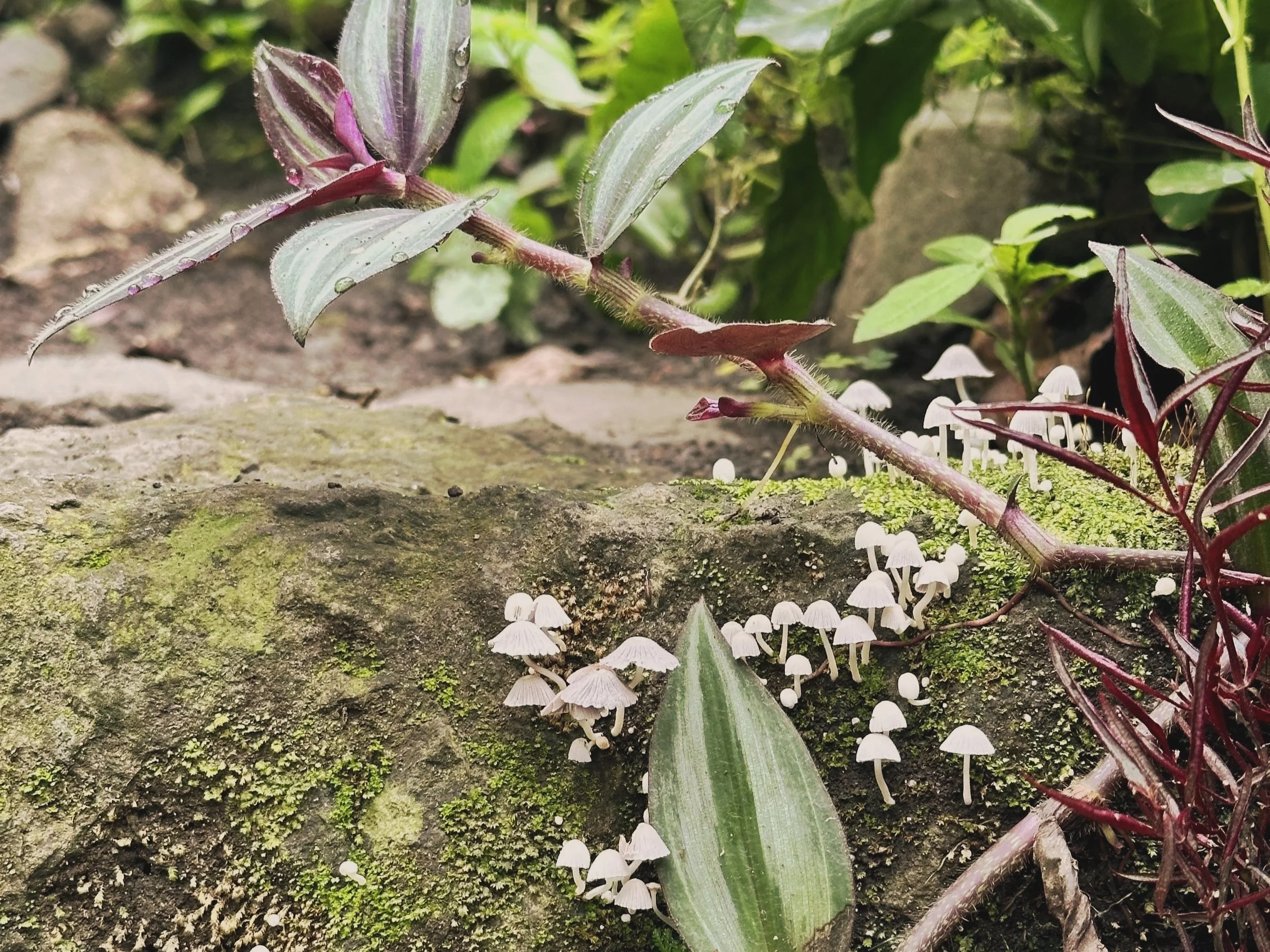 Tiny mushrooms and trailing dew-covered leaves growing quietly on moss, echoing the unseen growth described in the post