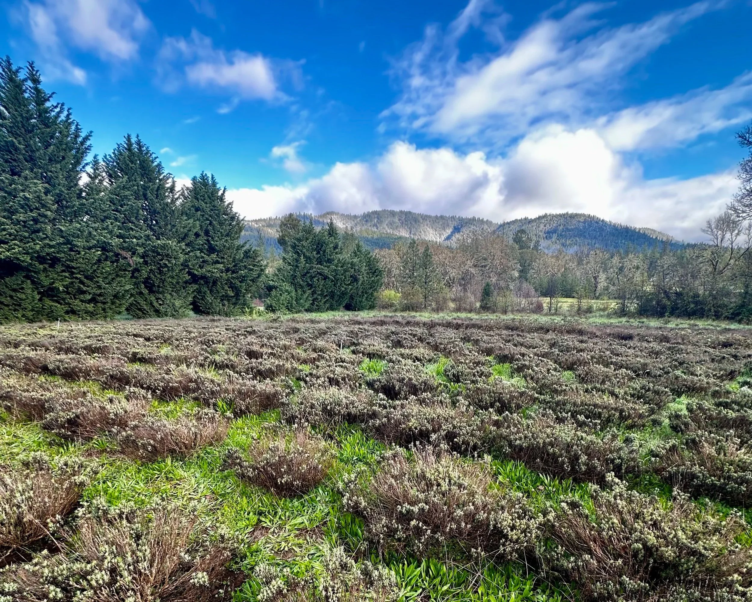 Neat rows of purple lavender crops extend across a field, leading toward a snow-covered mountain beneath a bright blue sky.