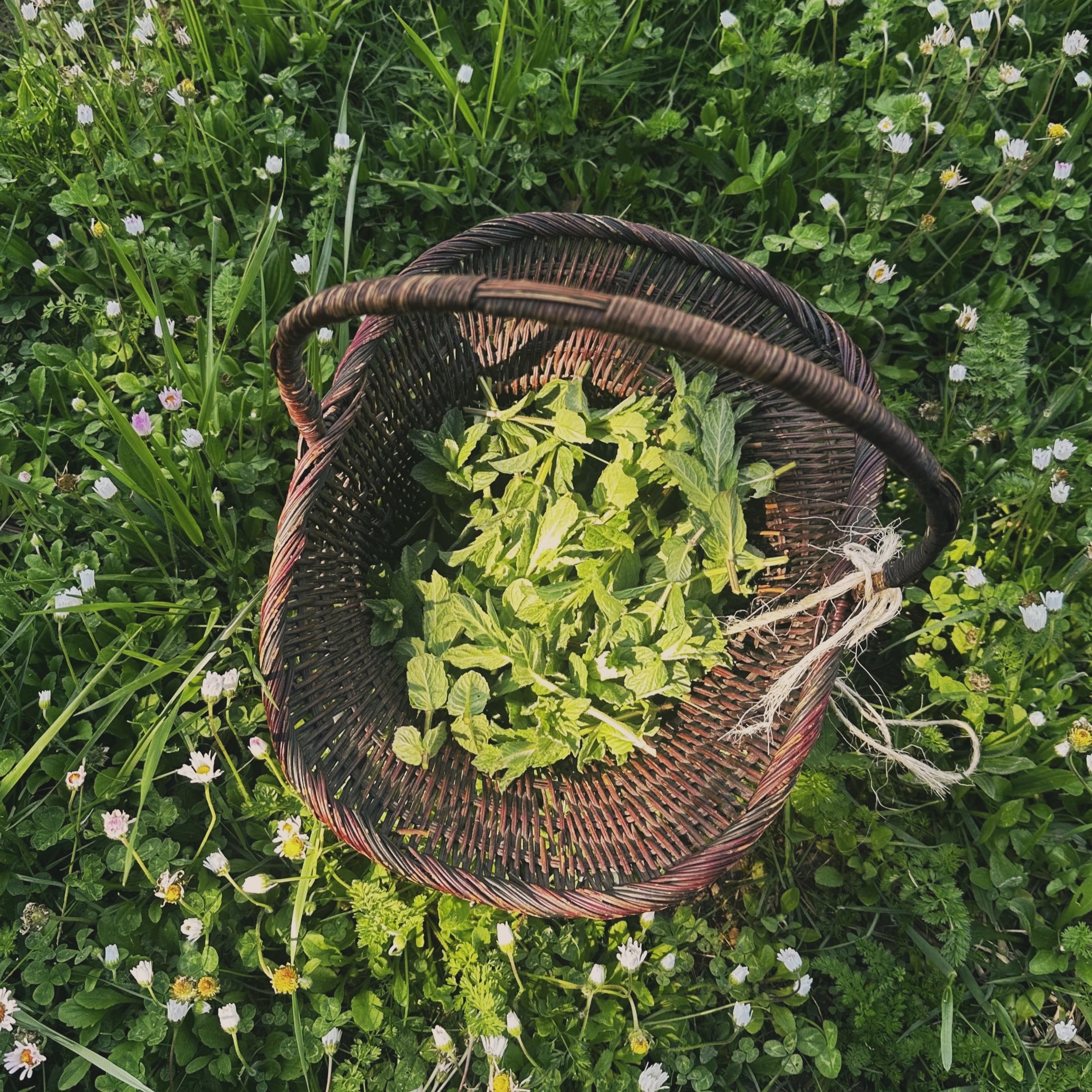 A woven basket filled with freshly harvested mint leaves resting on green grass in a garden setting