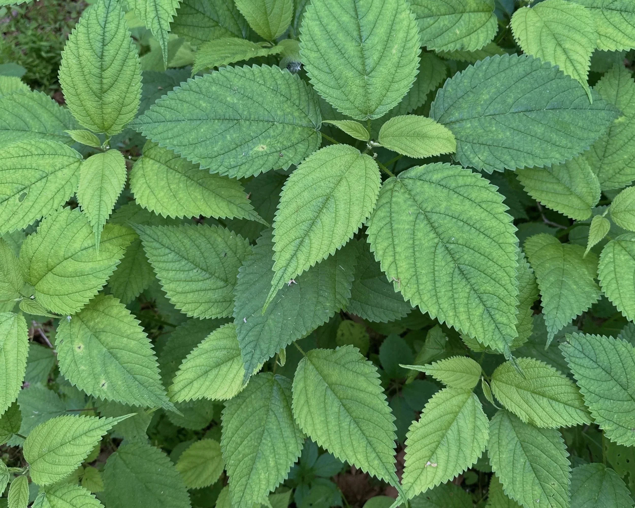 Nettle herbs for follicular phase support.