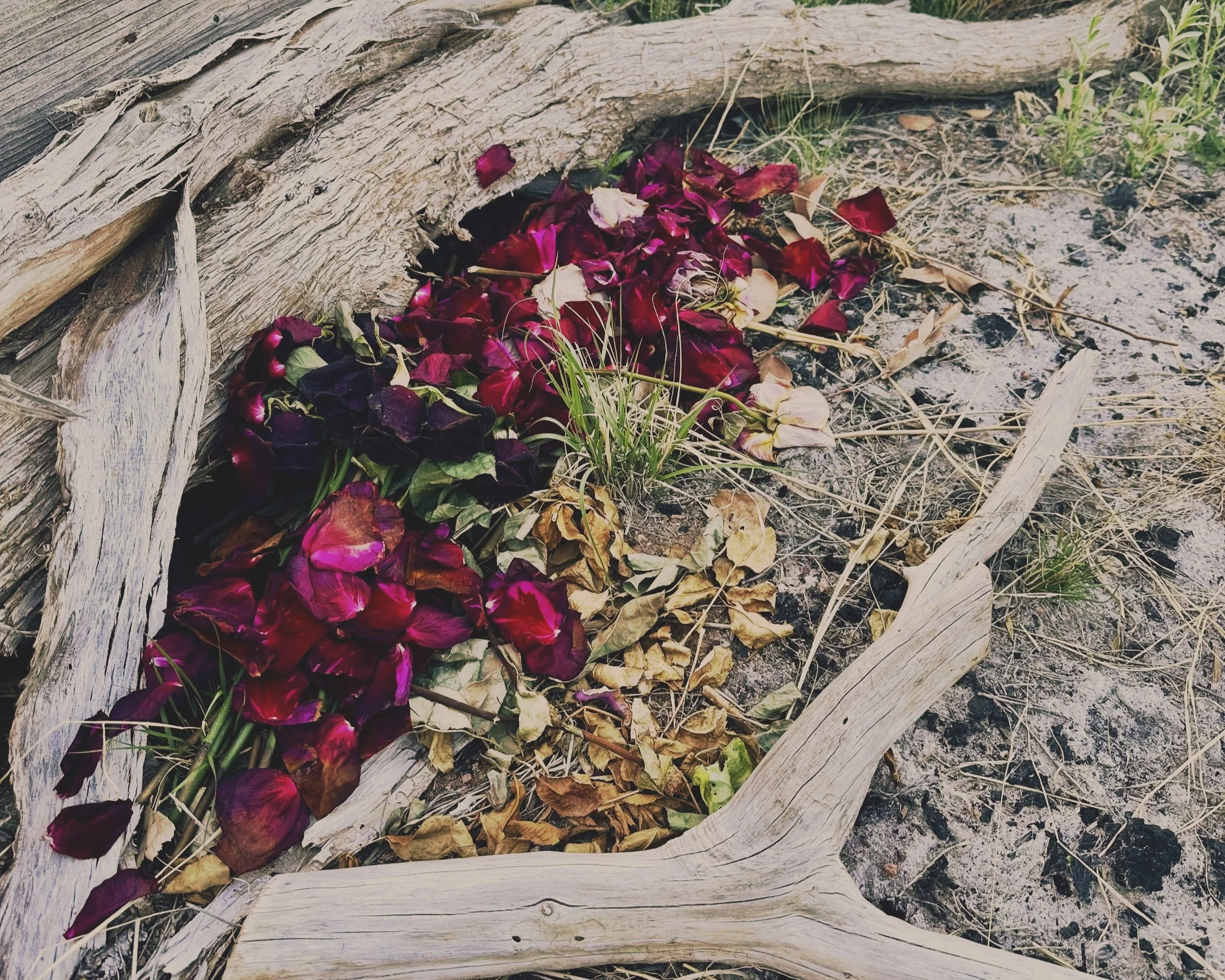 Dried rose petals gathered in a hollow of weathered driftwood, an offering to the land, echoing the piece's themes of reverence and the body's quiet intelligence