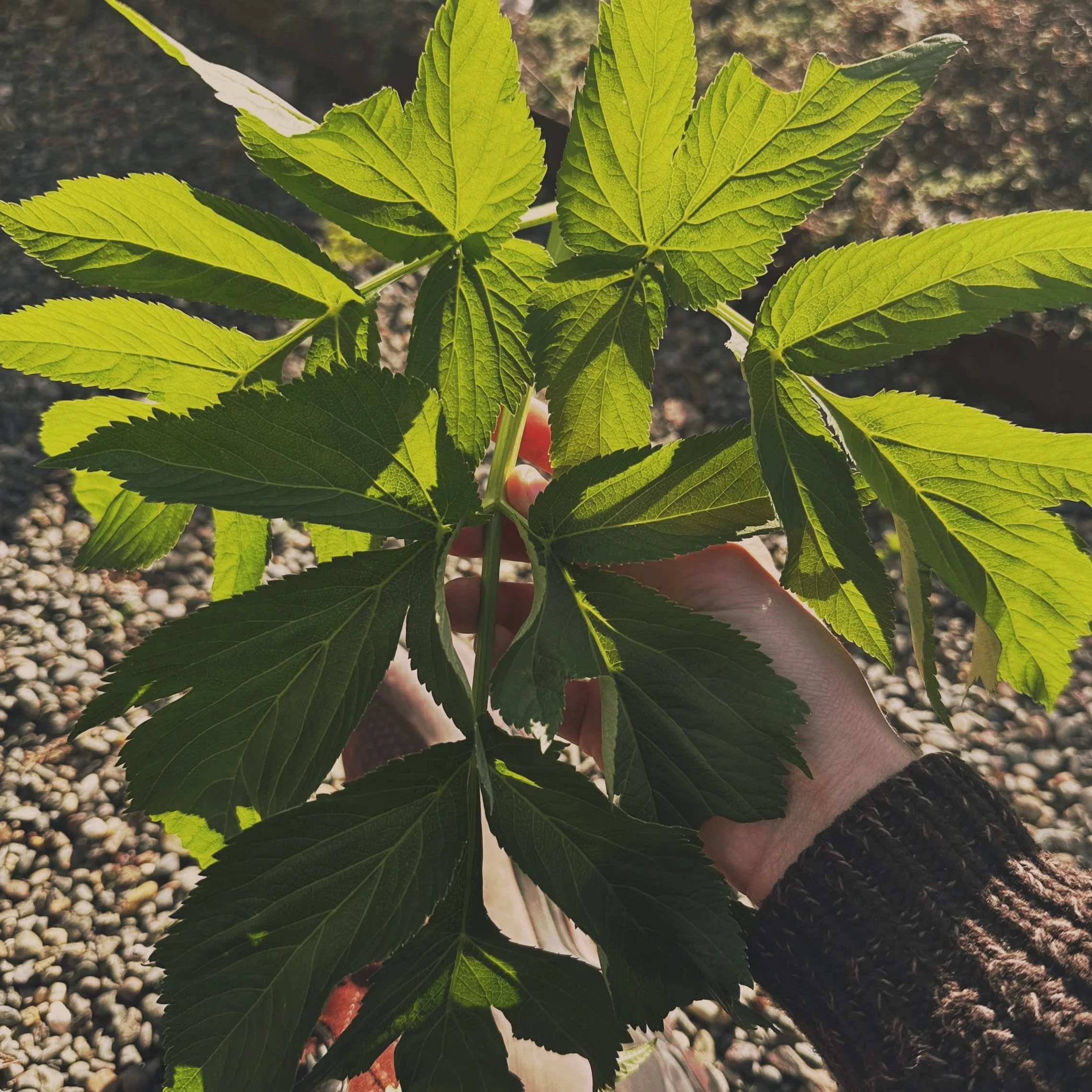 A hand gently holding a fresh angelica plant, highlighting its leaves and natural texture in an outdoor setting