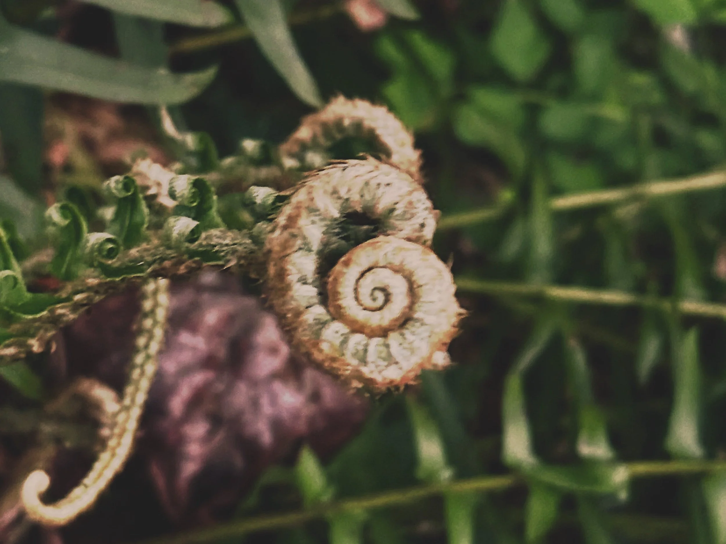 Close-up of an unfurling fern frond in soft golden light