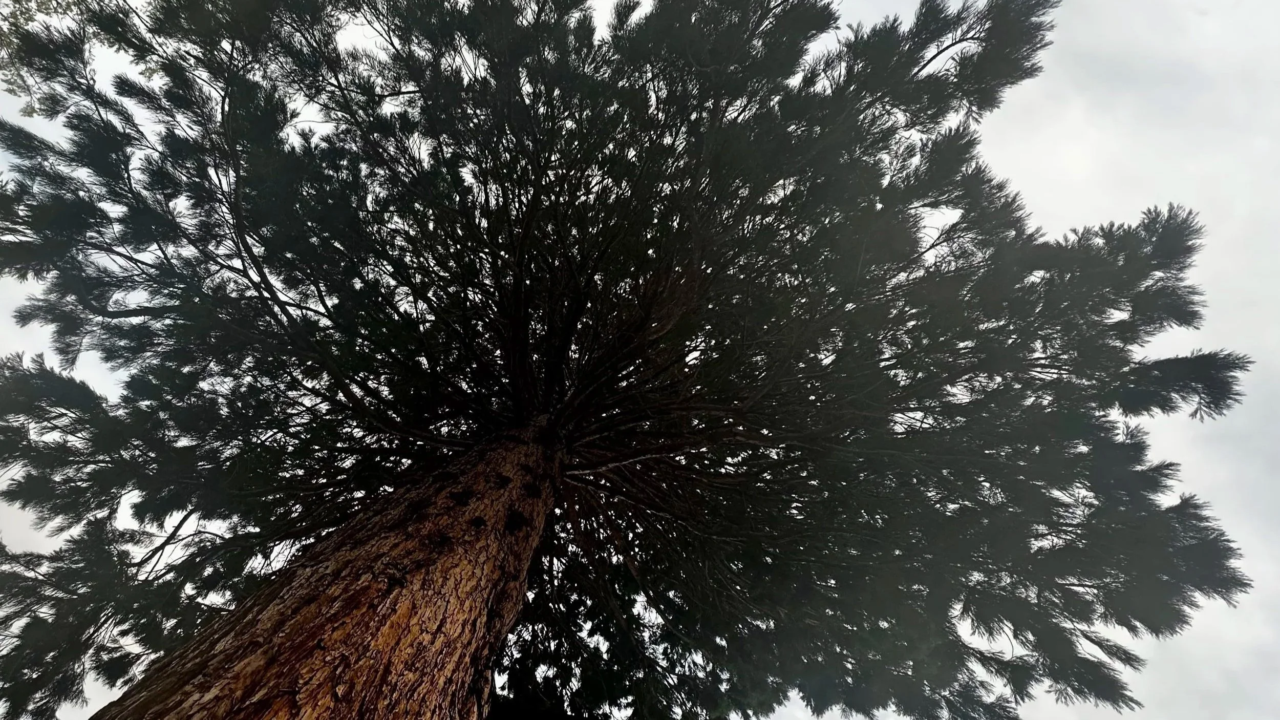A tall pine tree standing under a moody, overcast sky in Oregon, surrounded by misty forest atmosphere