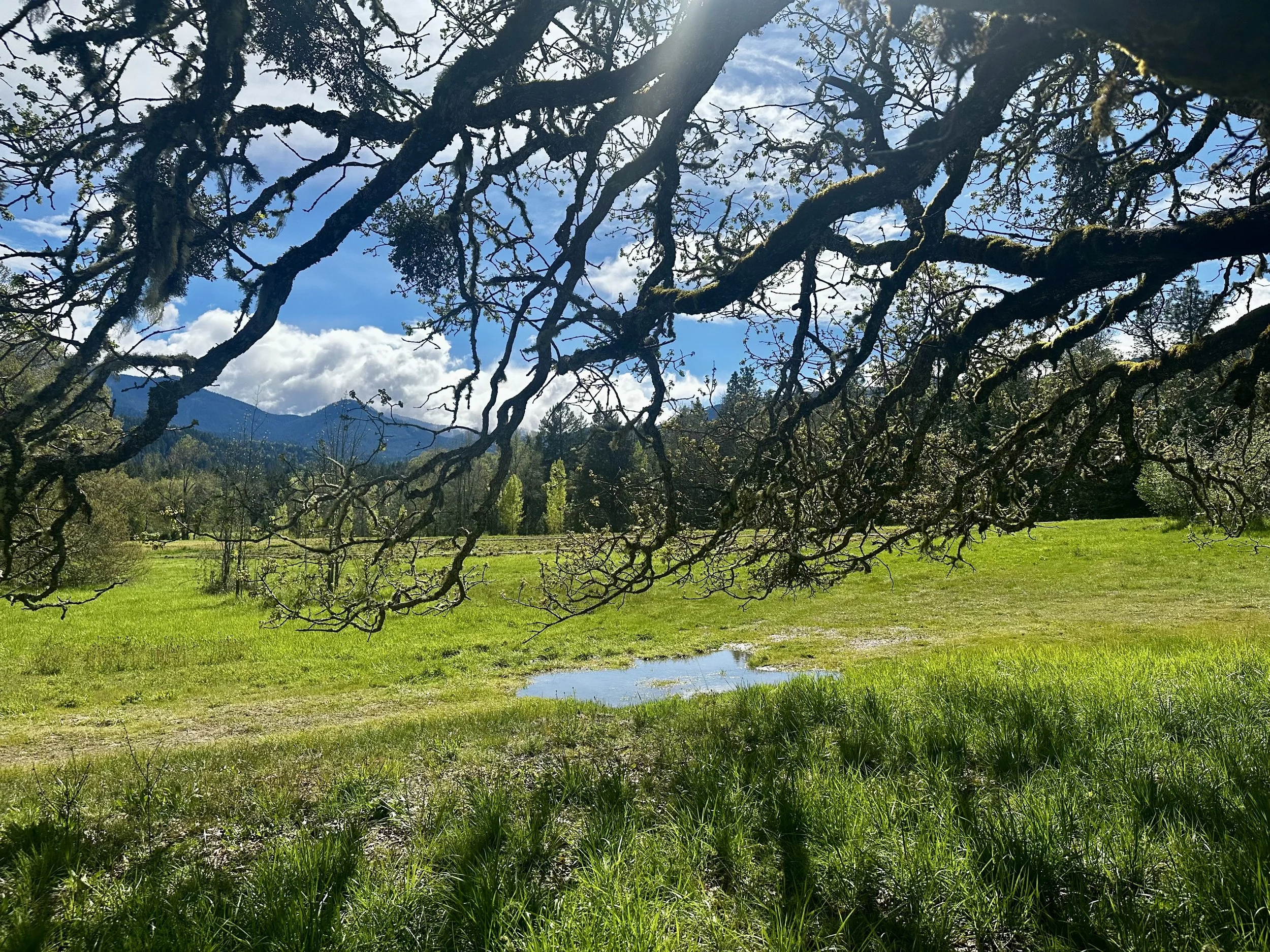 Silhouette of oak tree branches against a green field with a large puddle and mountains in the background.