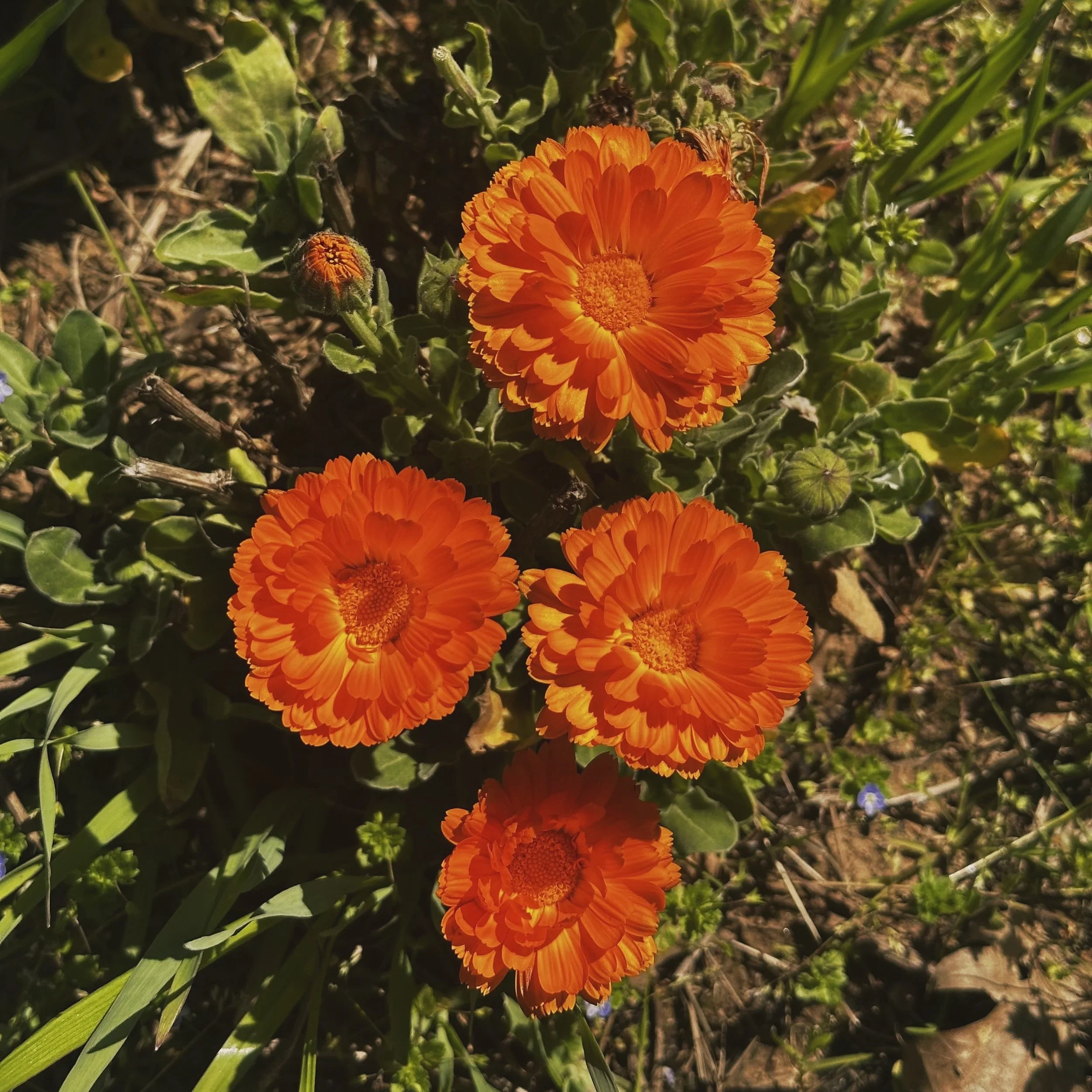 Four vibrant orange calendula flowers blooming in an open field in Oregon, glowing against natural greenery