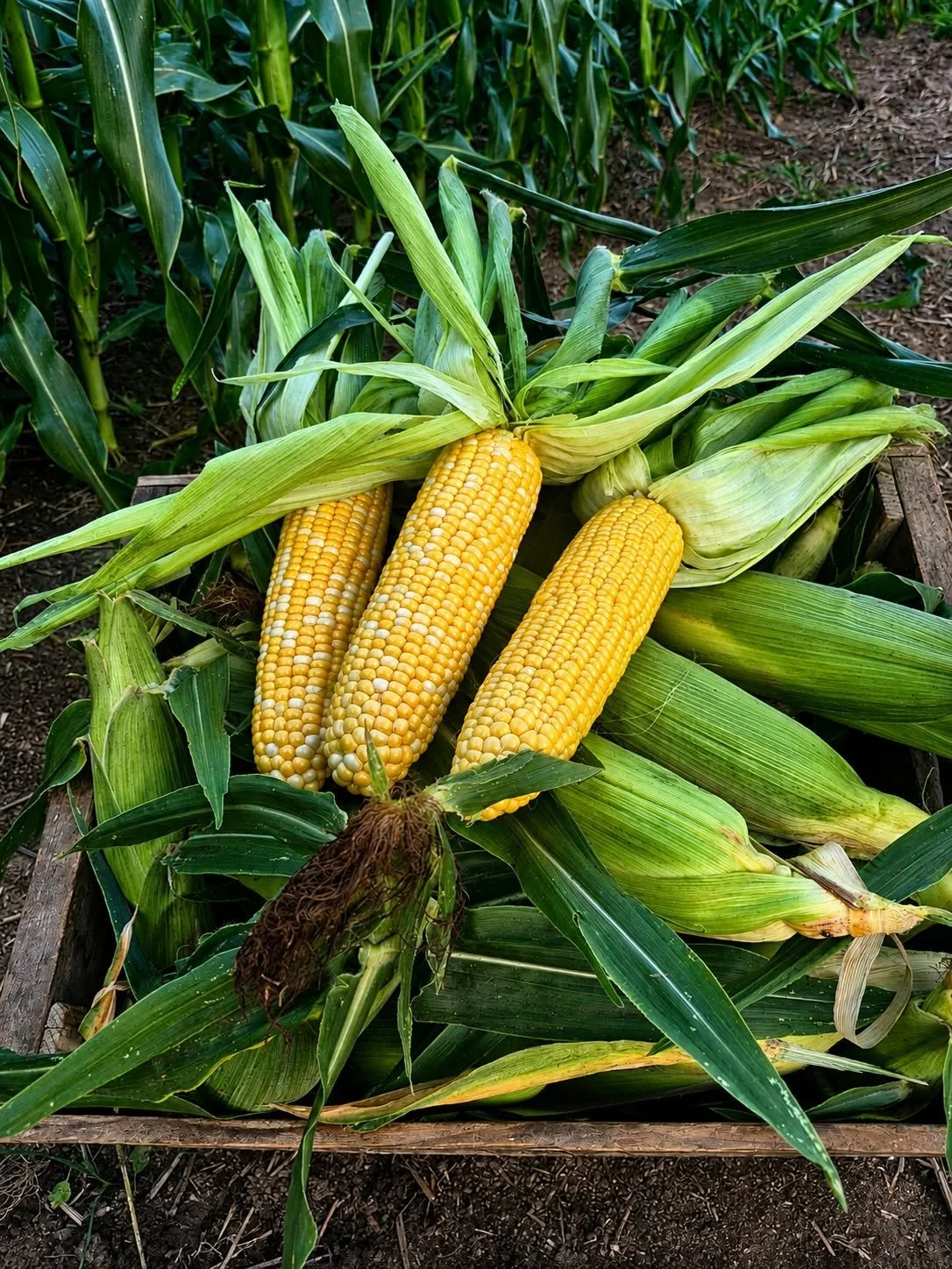 corn