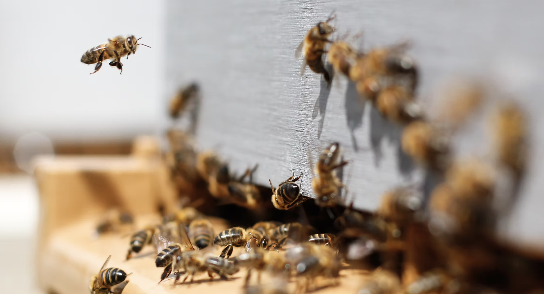 Bees on hive