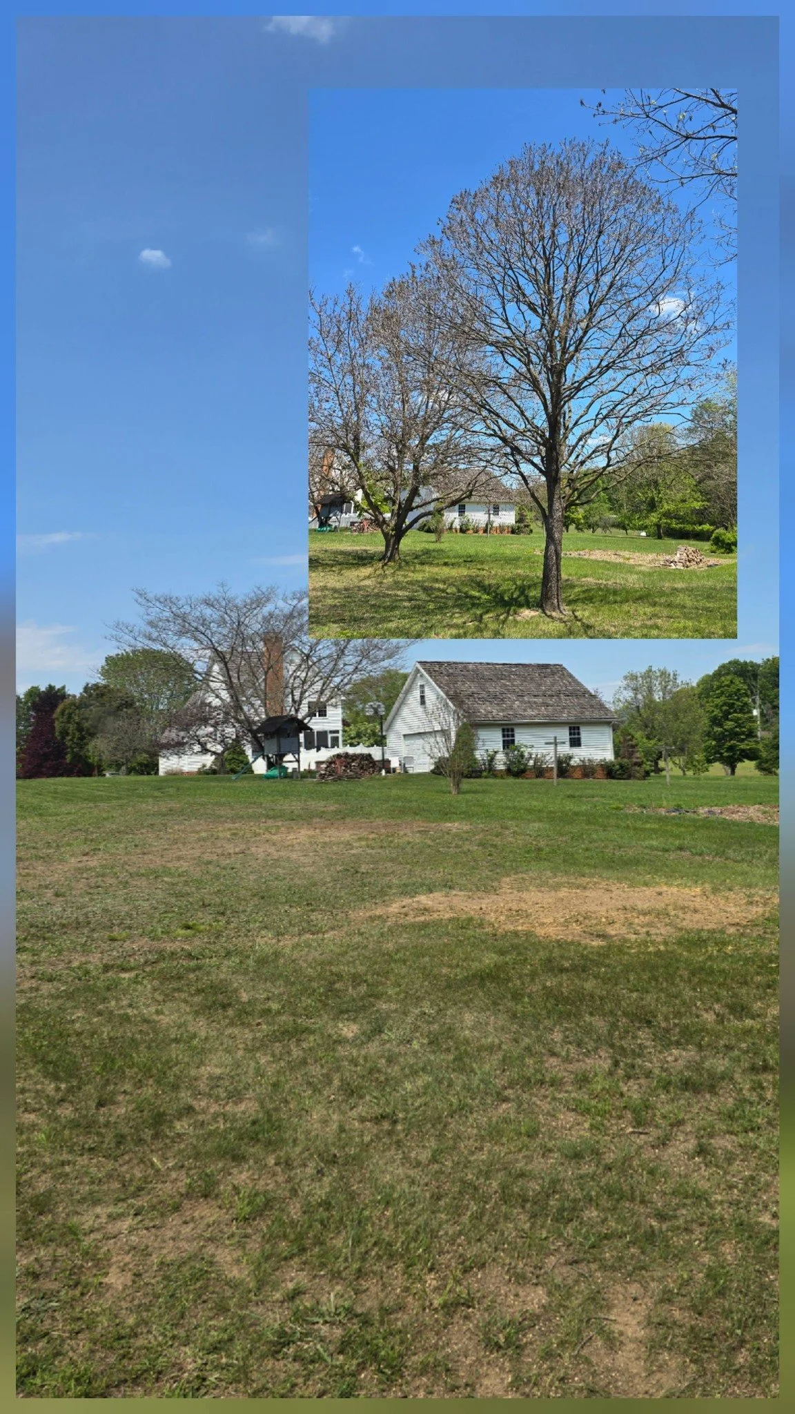 tree removal, tree cutting, tree trimming