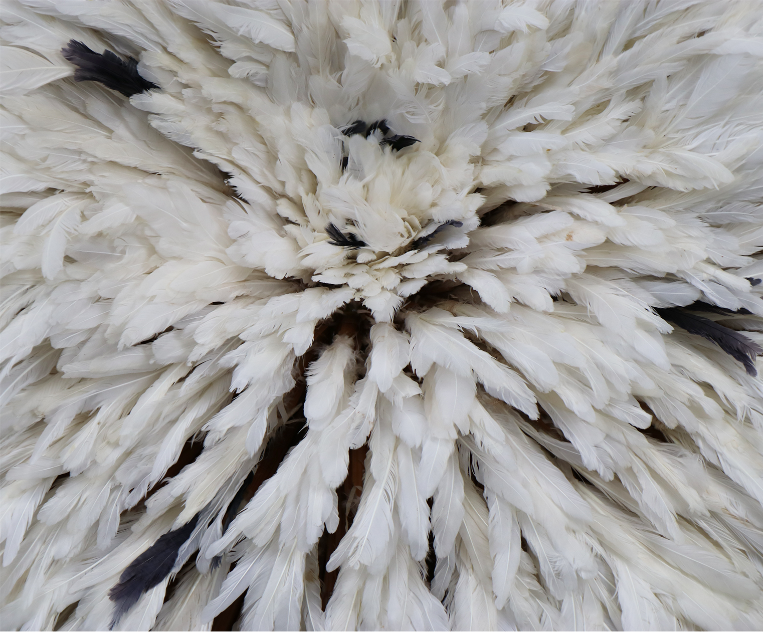 Plumes blanches et noires arrangées de manière dense, créant un motif texturé.
