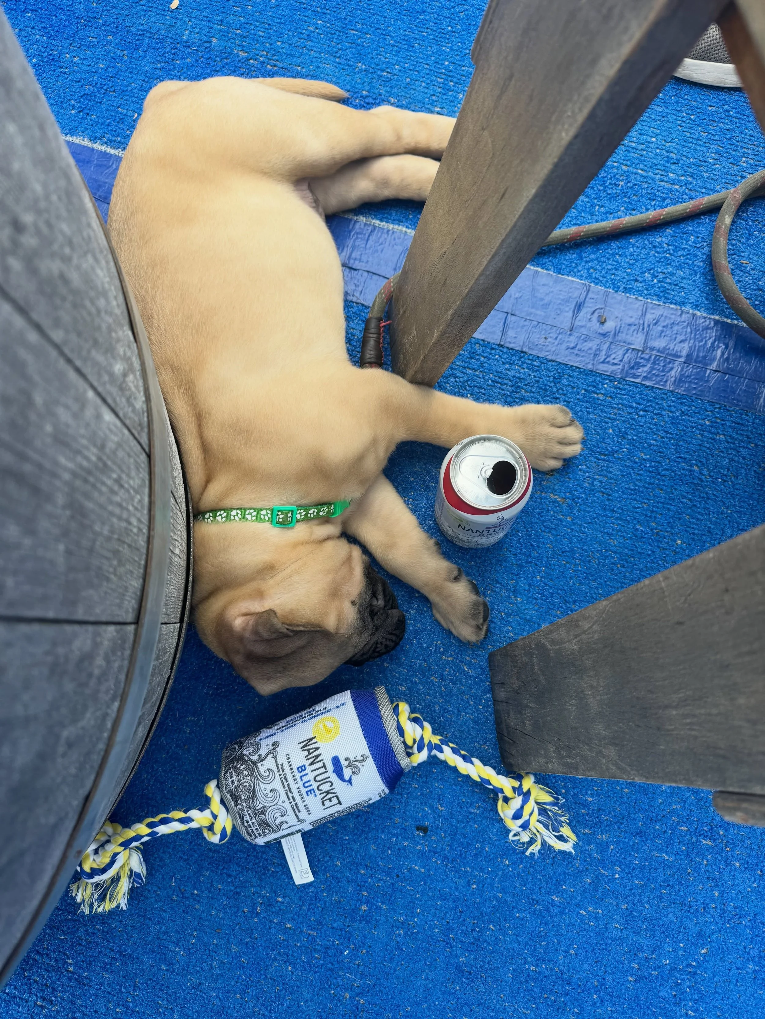 HAPPY NATIONAL DOG DAY TO THE MOST PAWFECT CUSTOMERS!🐾🍻