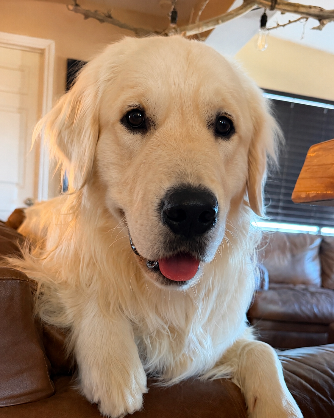 Skadoosh, our affectionate Golden Retriever and newest pack member