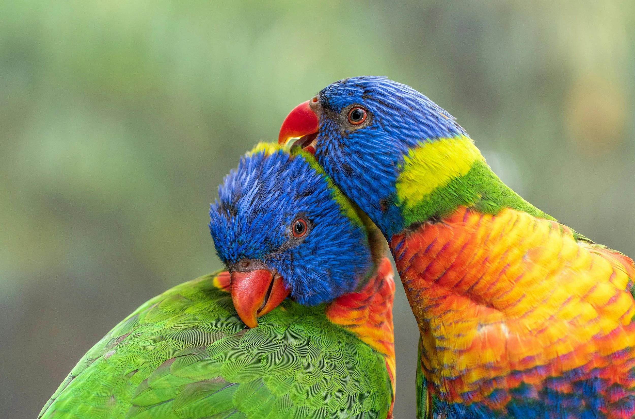 Two rainbow lorikeets with vibrant blue heads, red beaks, green wings, and orange, yellow, and blue bodies close together, touching beaks.