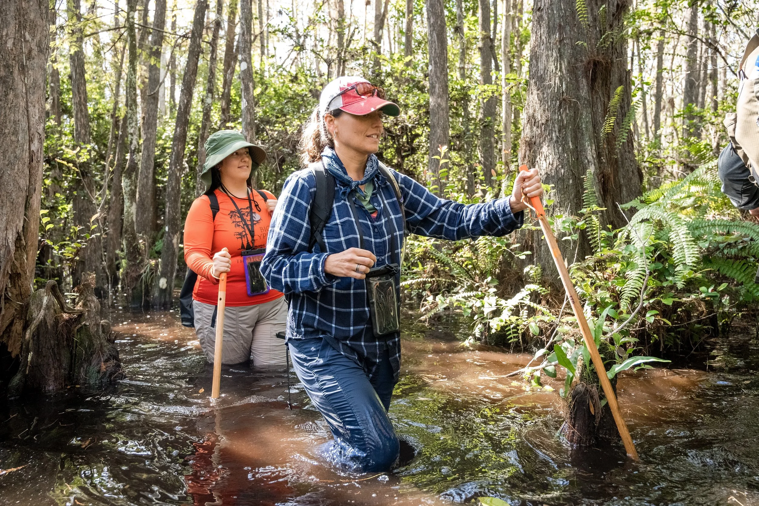Two women hiking through a swampy forest, wading through water with sticks, surrounded by trees and green foliage.