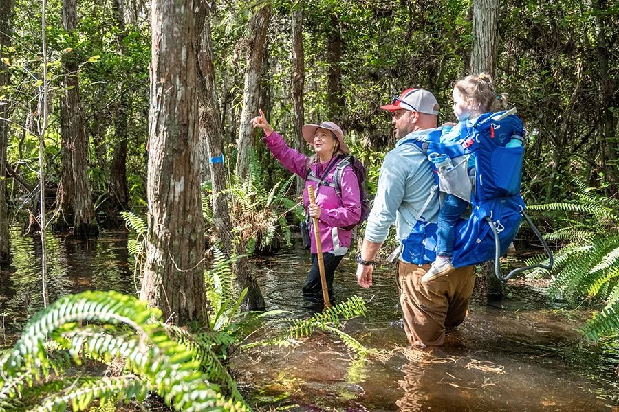 Three people hiking through a flooded forest trail, with lush green ferns and tall trees surrounding them. One woman is pointing, wearing a pink jacket and hat, carrying a walking stick. A man is carrying a young girl in a blue backpack carrier.