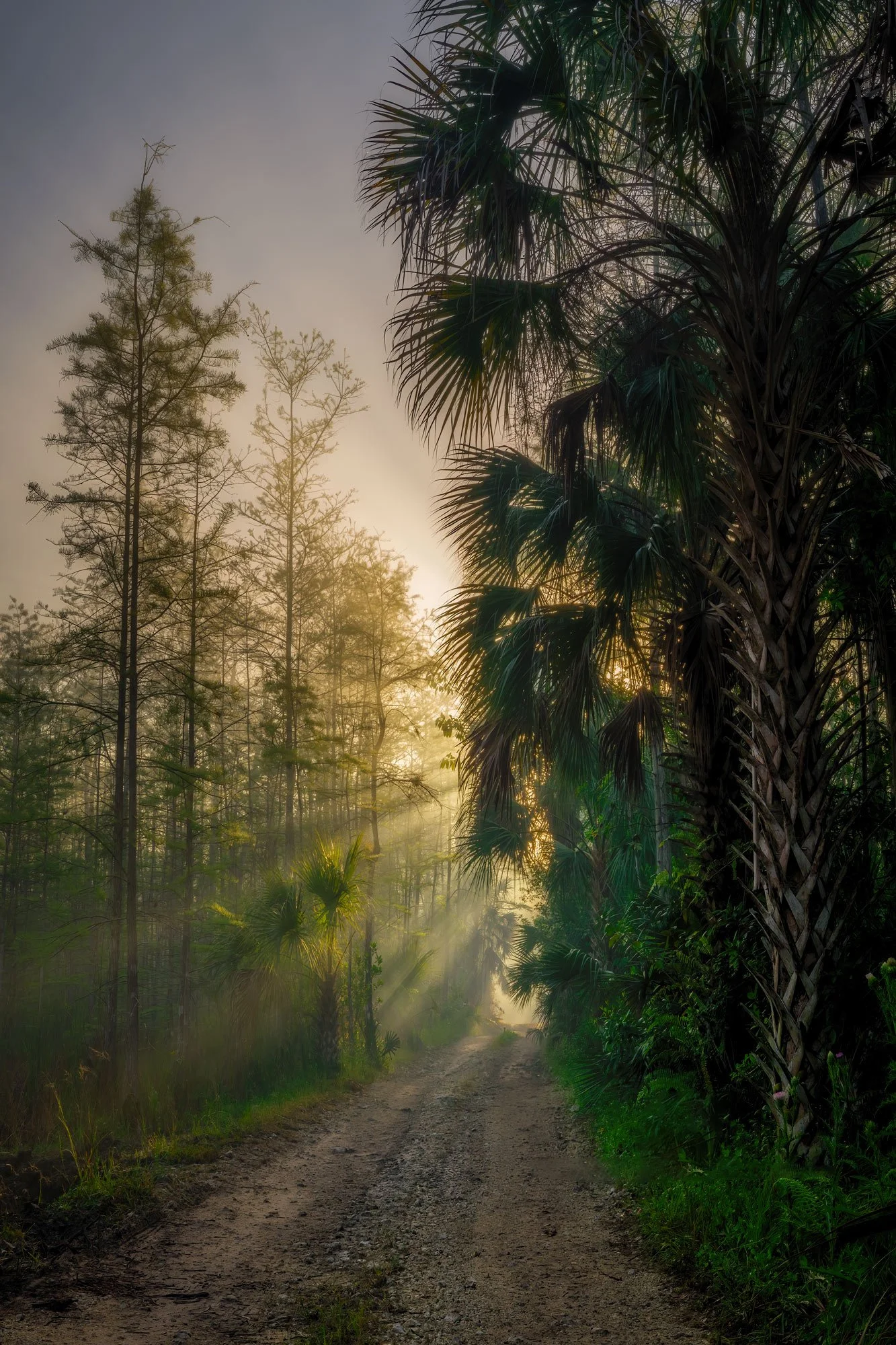 A dirt road running through a lush forest with tall trees and palm trees, sunlight streaming through the branches.