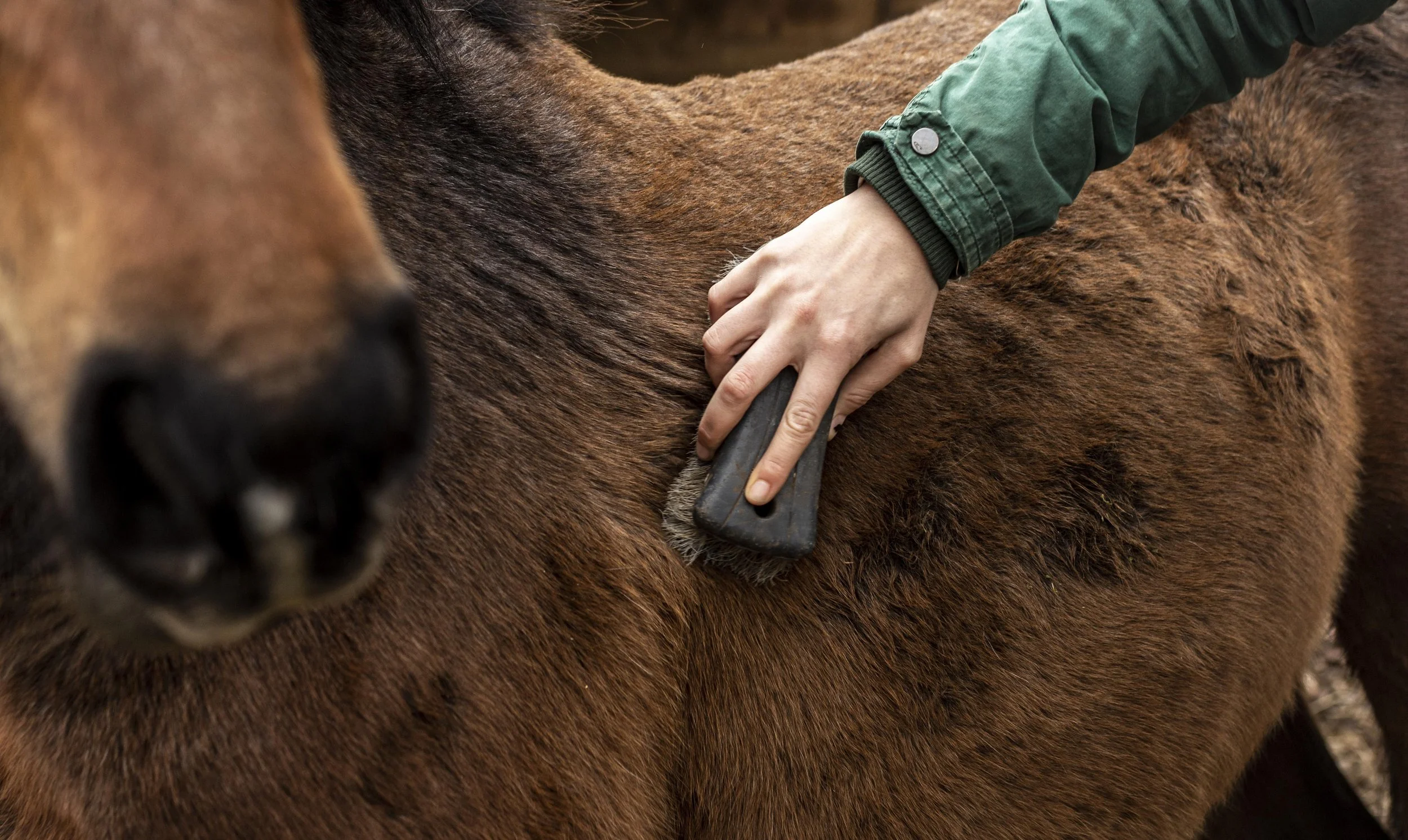 close-up-hand-brushing-horse.jpg
