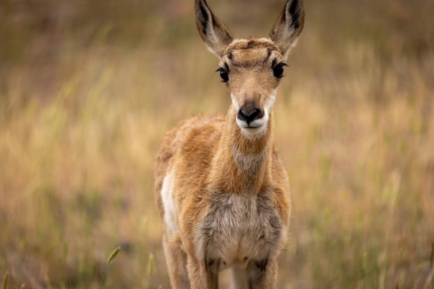 Adorable young pronghorn fawn had no fear of the camera! Swipe through for the 😉

#pronghorn #pronghornfawn #yellowstone #ynp #wildlife #wildlifephotography #nature #naturebaby #canonphotography #canonr5 #sigma60600