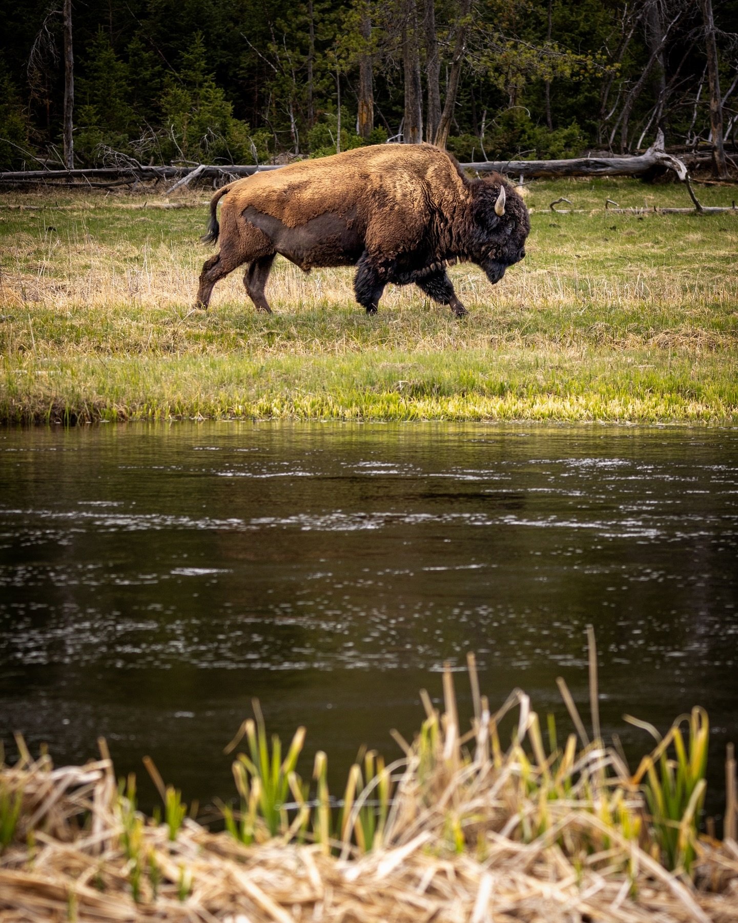 Springtime in the Park #yellowstone #ynp #yellowstonephotography #wildlifephotography #bison #springtime #canon #canonphotography #sigma60600