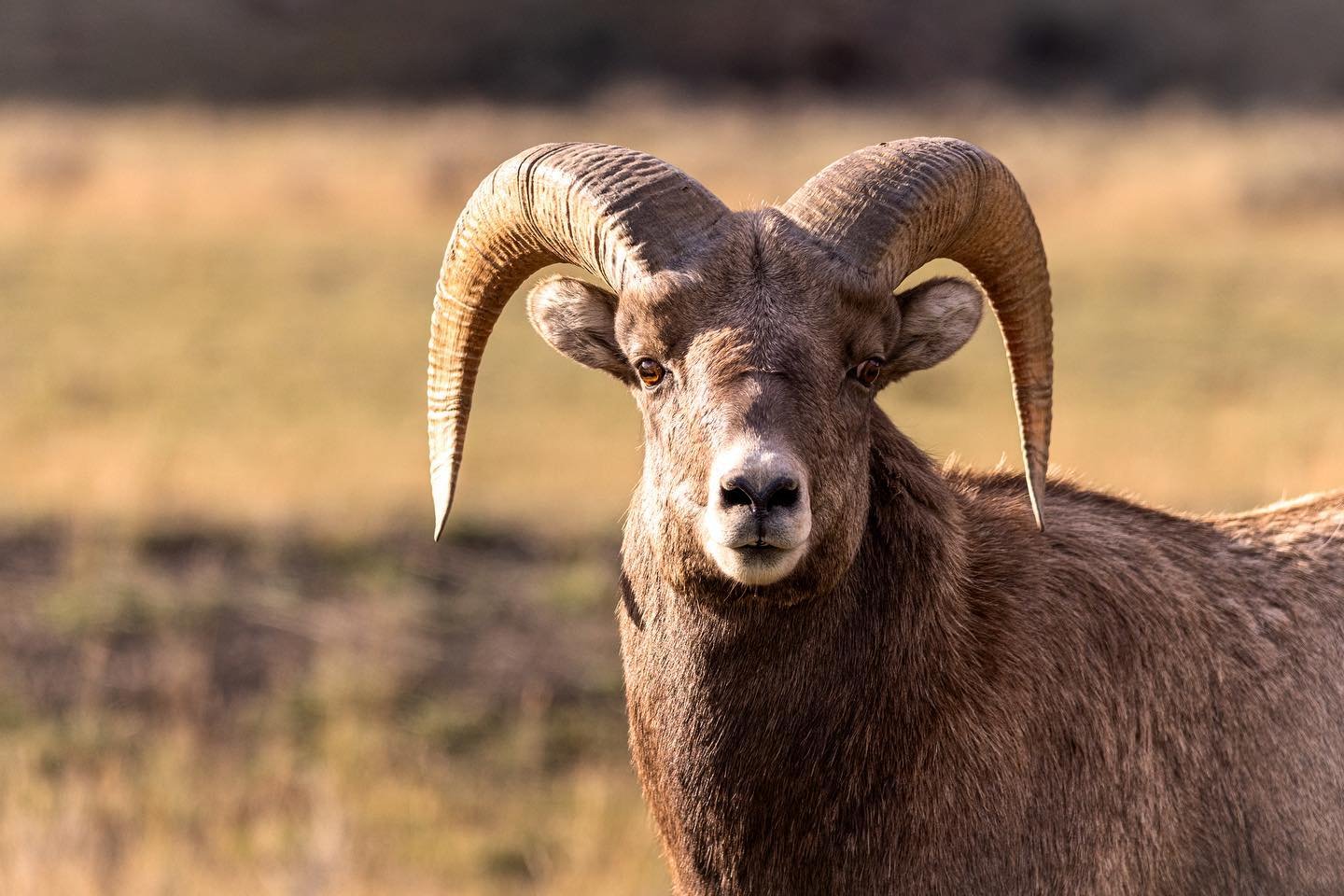 A younger bighorn sheep stands in the late afternoon sun 

#bighorn #bighornsheep #wildlife #wildlifeonearth #wildlifephotography #photography #photooftheday #montana #nature #scenic #fall #autumn #canonr5 #canonphotography #canon #sigma60600mmsports