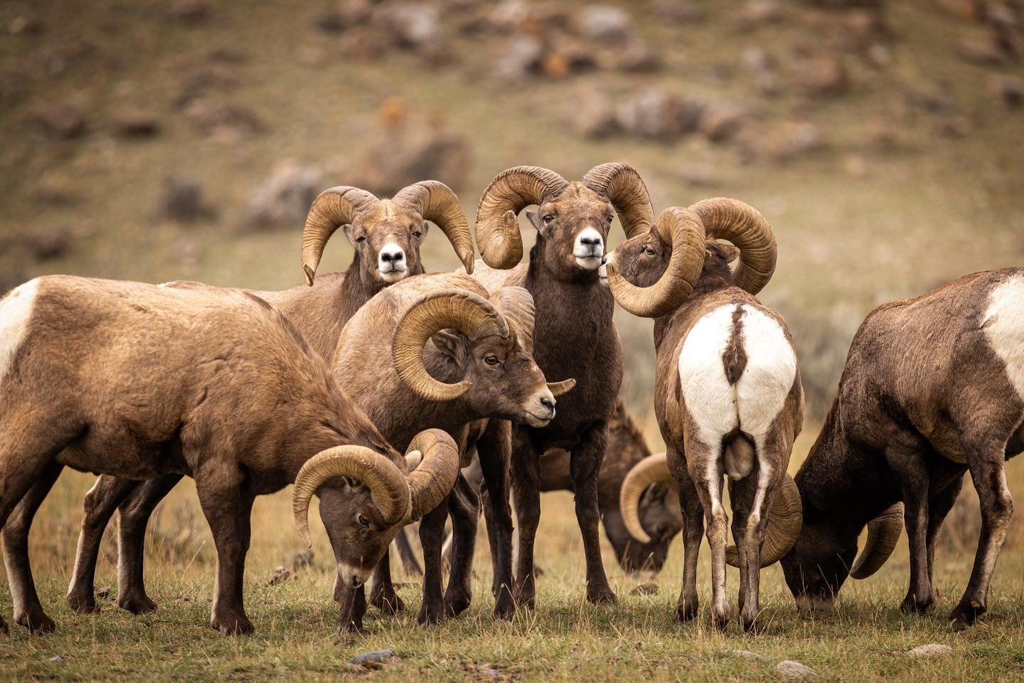 A group of bighorn rams clustered together amidst a herd of outside Yellowstone National Park. Was interesting to watch as they stood there huddled together, occasionally one male (presumably the alpha) would butt heads with another ram in the cluste