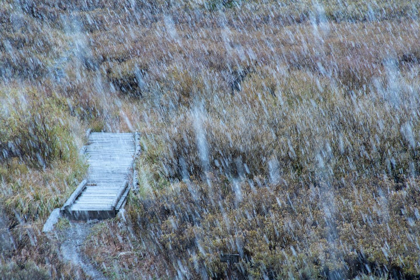 First flakes ❄️ of fall 🍁
#montana #autumn #fall #autumnvibes🍁 #firstsnow #snowbeforefall #yellowstone #westyellowstone