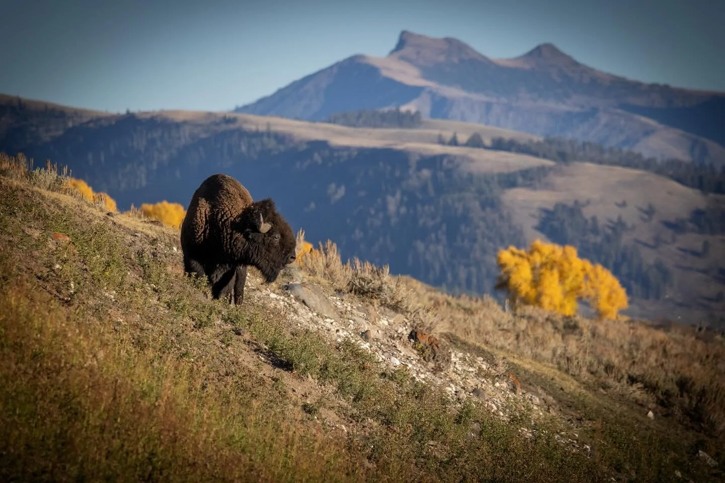 End of summer in Yellowstone 🦬#Yellowstone #YNP #Bison #Buffalo #Wildlife #WildlifePhotography #Canon #Wyoming