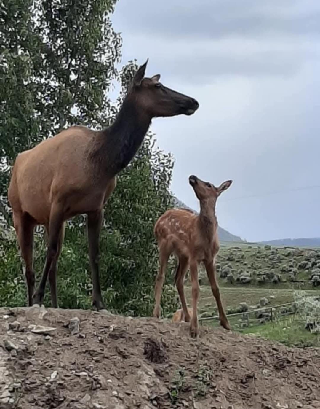 elk-calf.jpg