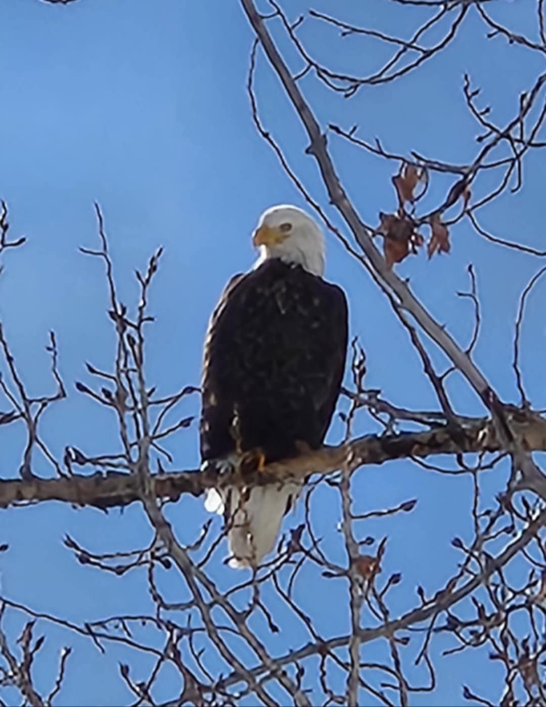 eagle.jpg