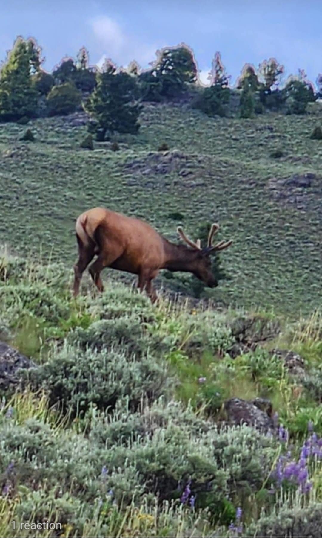 elk.jpg