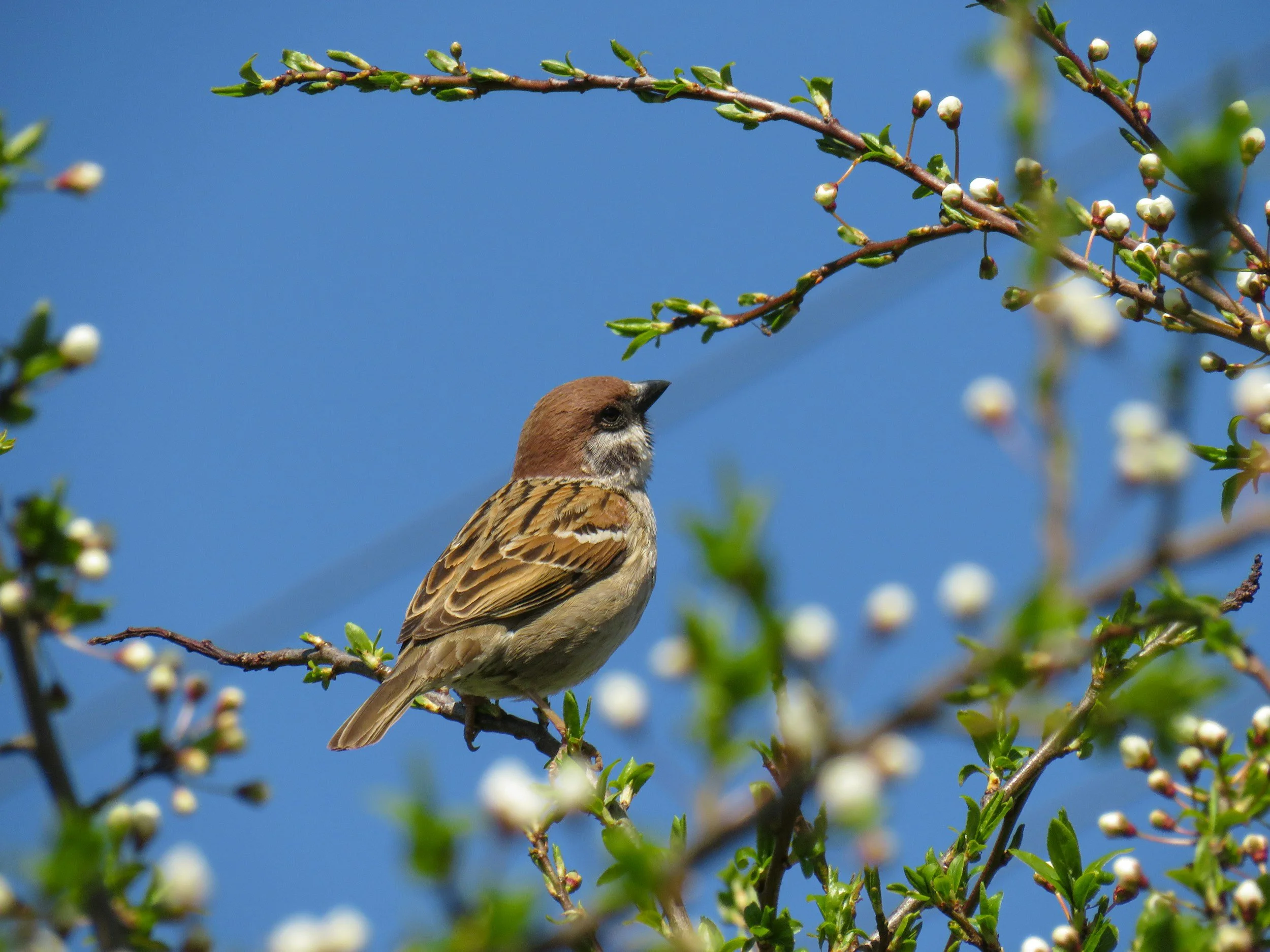 A bird on a branch used to illustrate reducing financial anxiety by trusting God’s daily provision.
