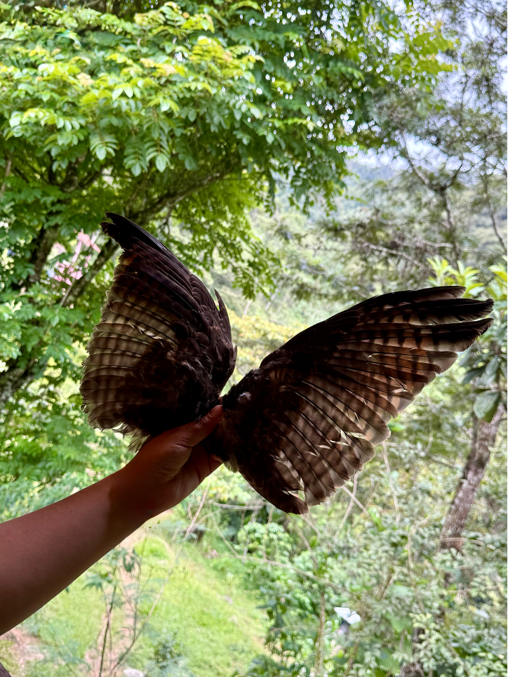 eagle wings over the valley