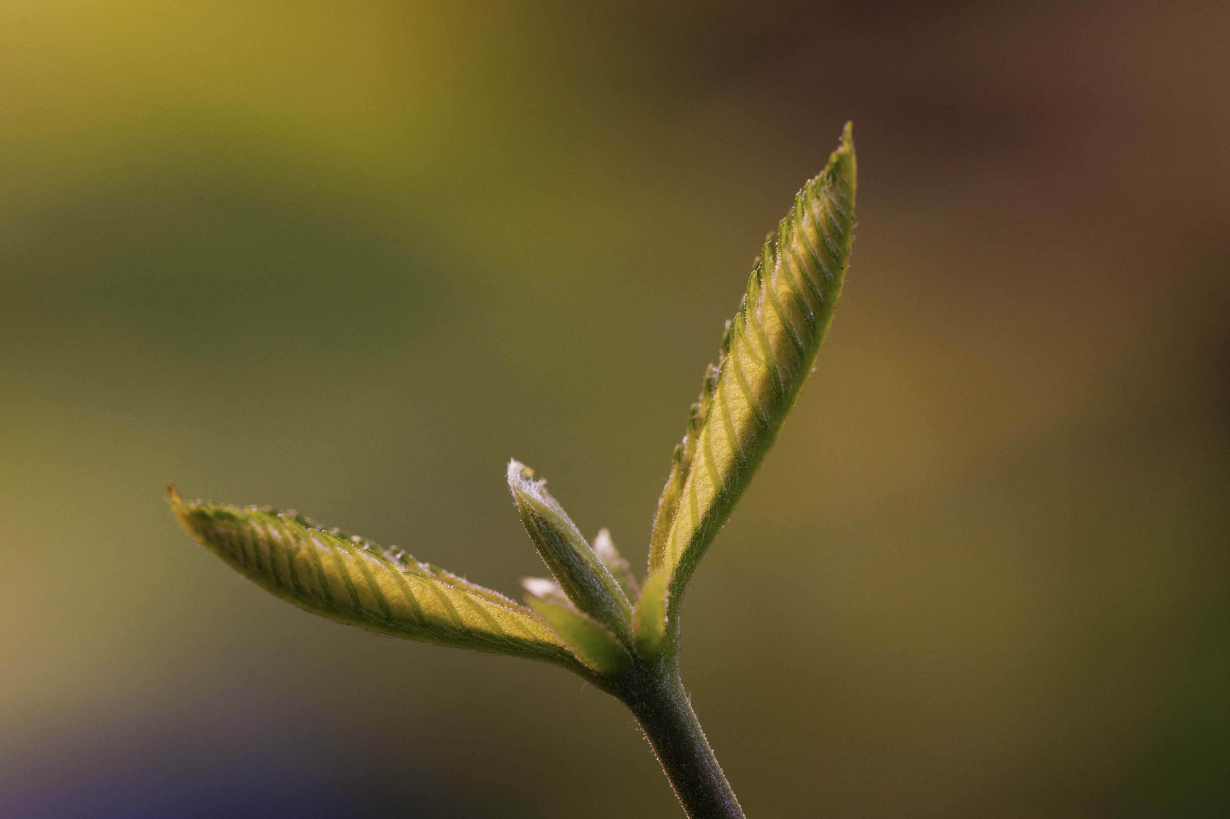 Close-up of a small green plant with two new leaves emerging from the stem, with a blurred natural background.