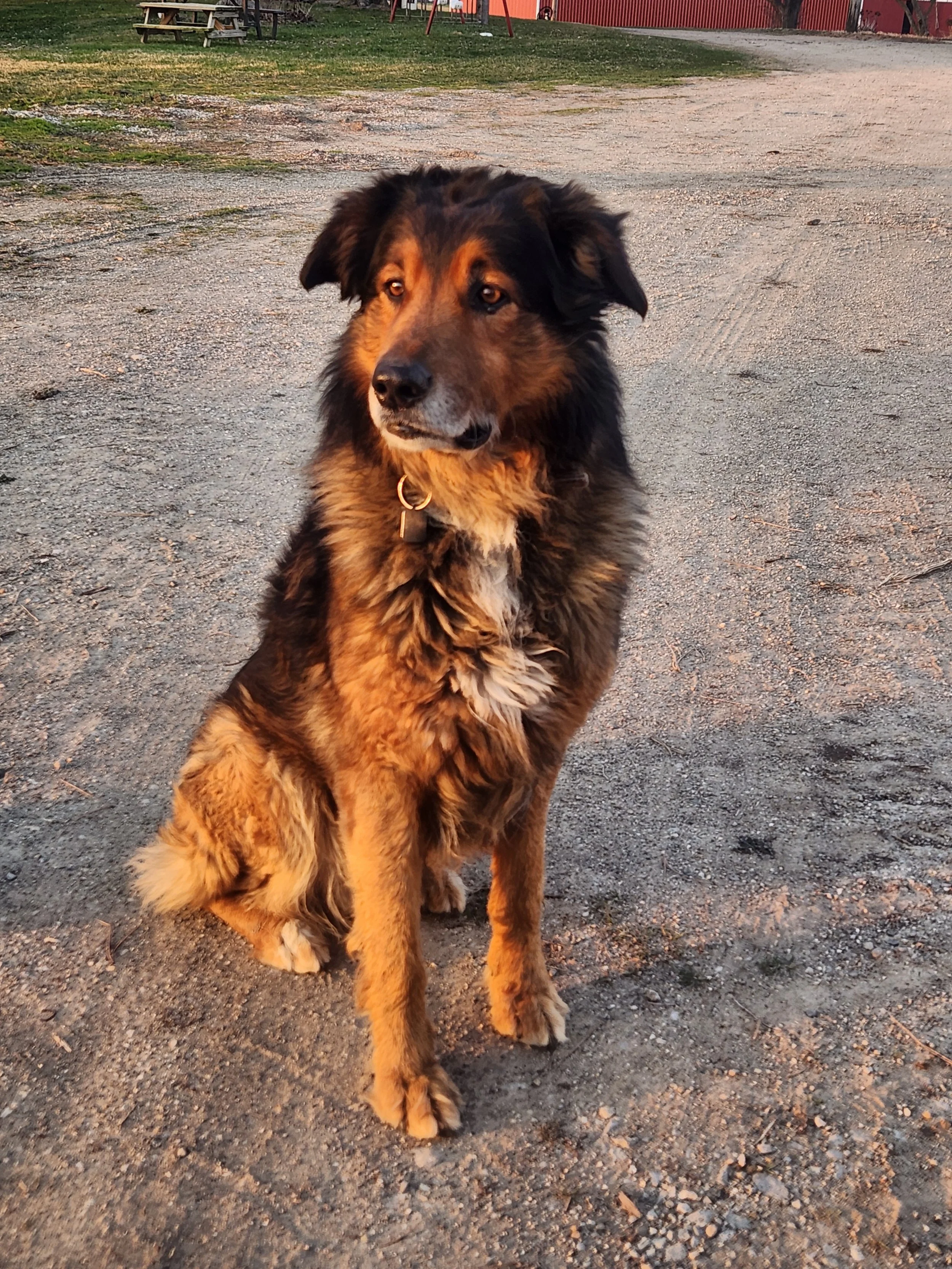 A large, fluffy dog with a black and brown coat sitting on a gravel surface outdoors during sunset. There are picnic tables and a red barn in the background.
