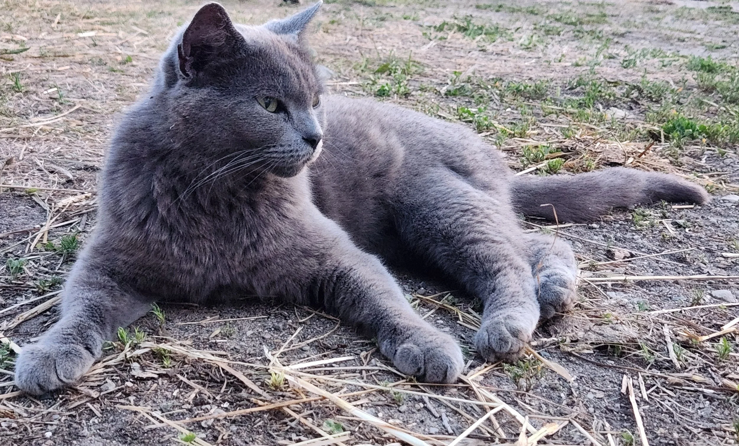 Gray cat lying on dirt ground with small patches of grass, gazing to the side.