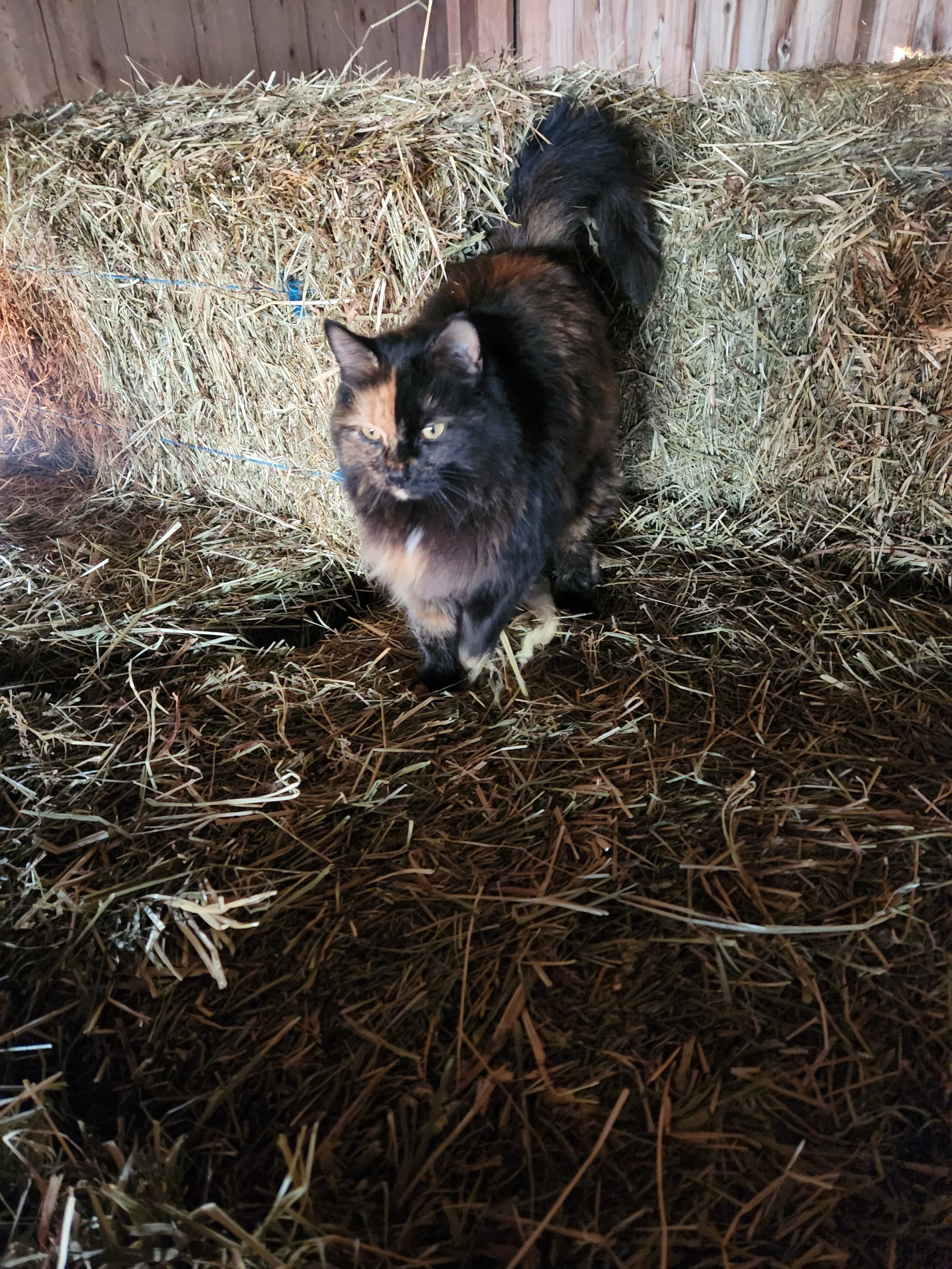 A long-haired black and orange cat walking in a barn with hay on the floor and hay bales in the background.