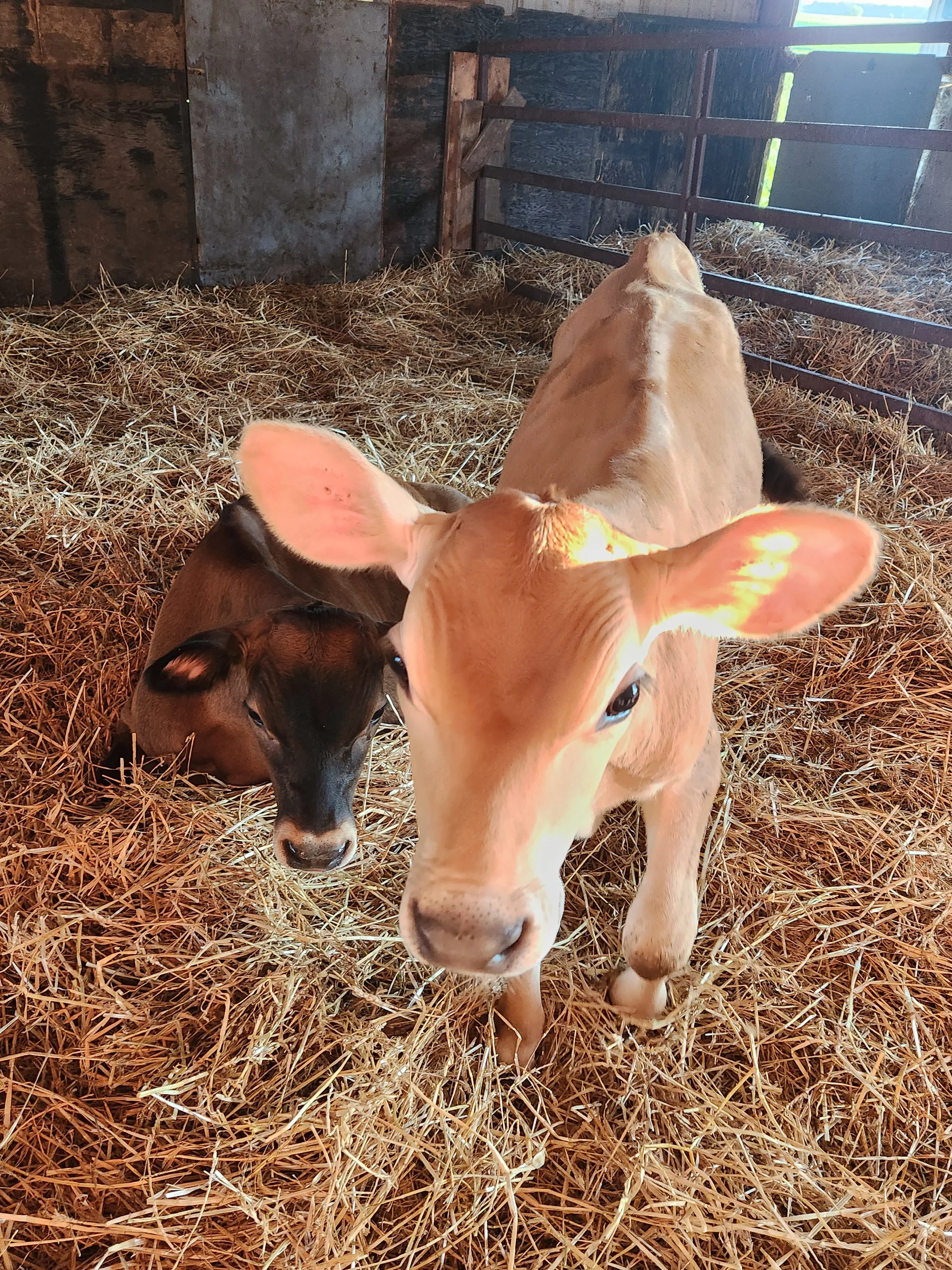 Two calves, one light-colored and one dark-colored, standing on straw in a barn with wooden fencing and walls.