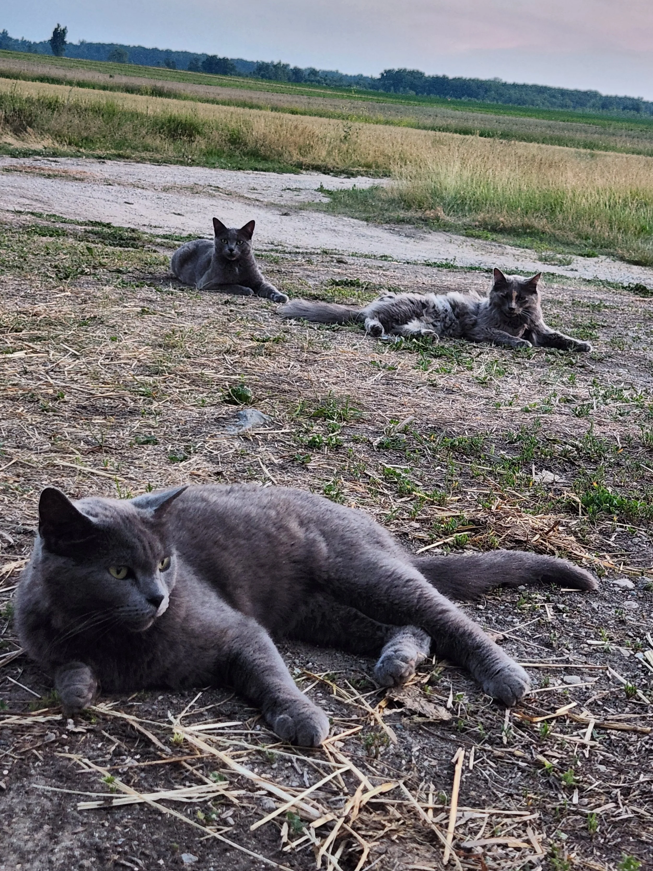Four cats resting on a dirt path in an open field with green grass and distant trees under an overcast sky.
